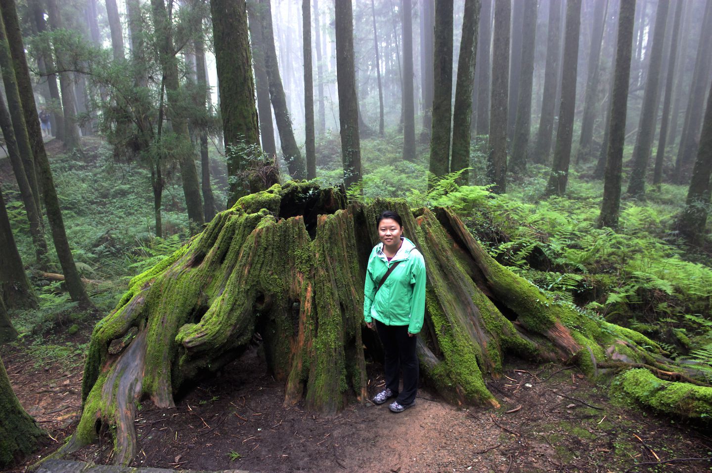 Julie and the Red Cypress Tree root