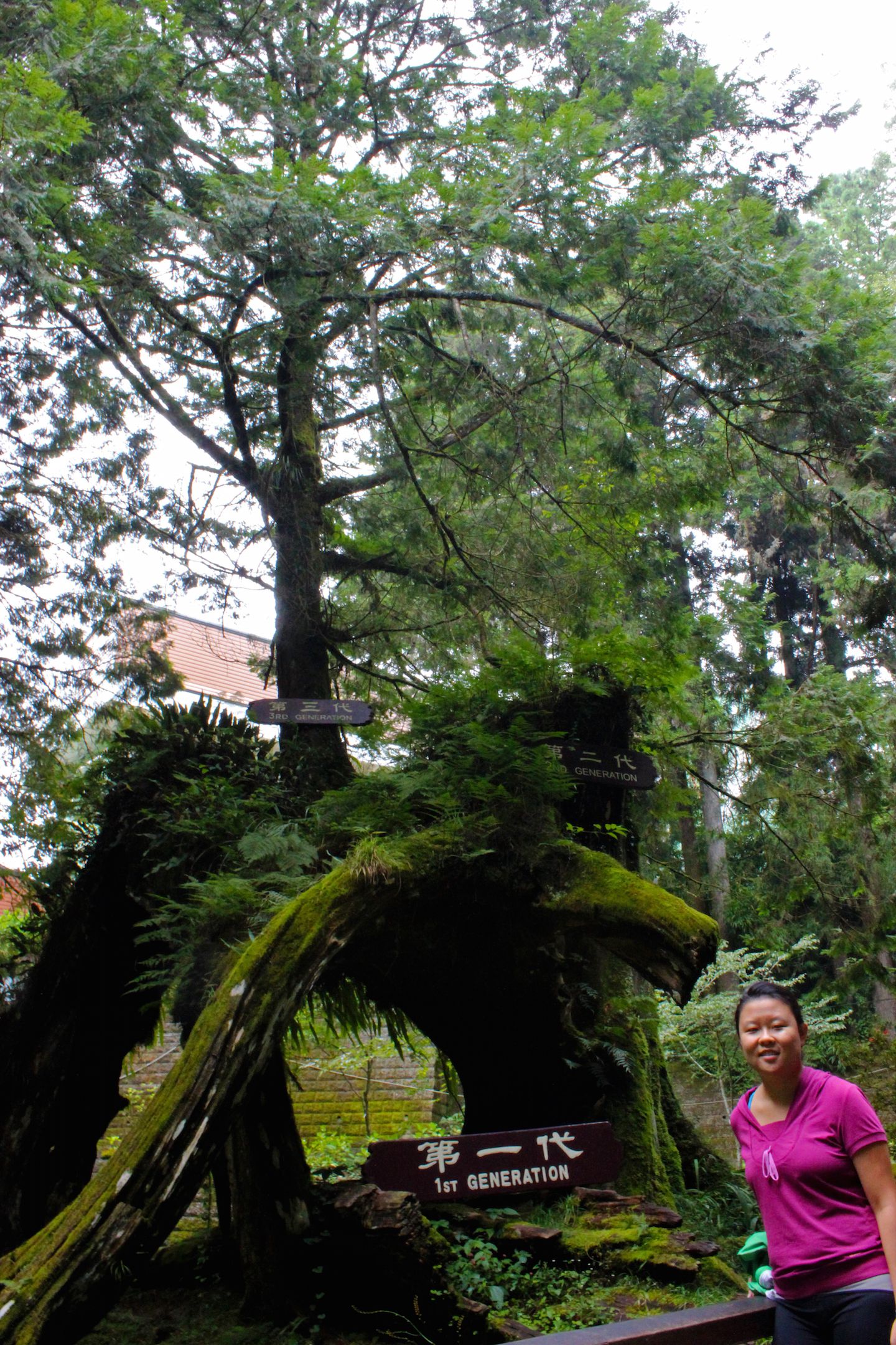 Julie at the Three Generation Tree