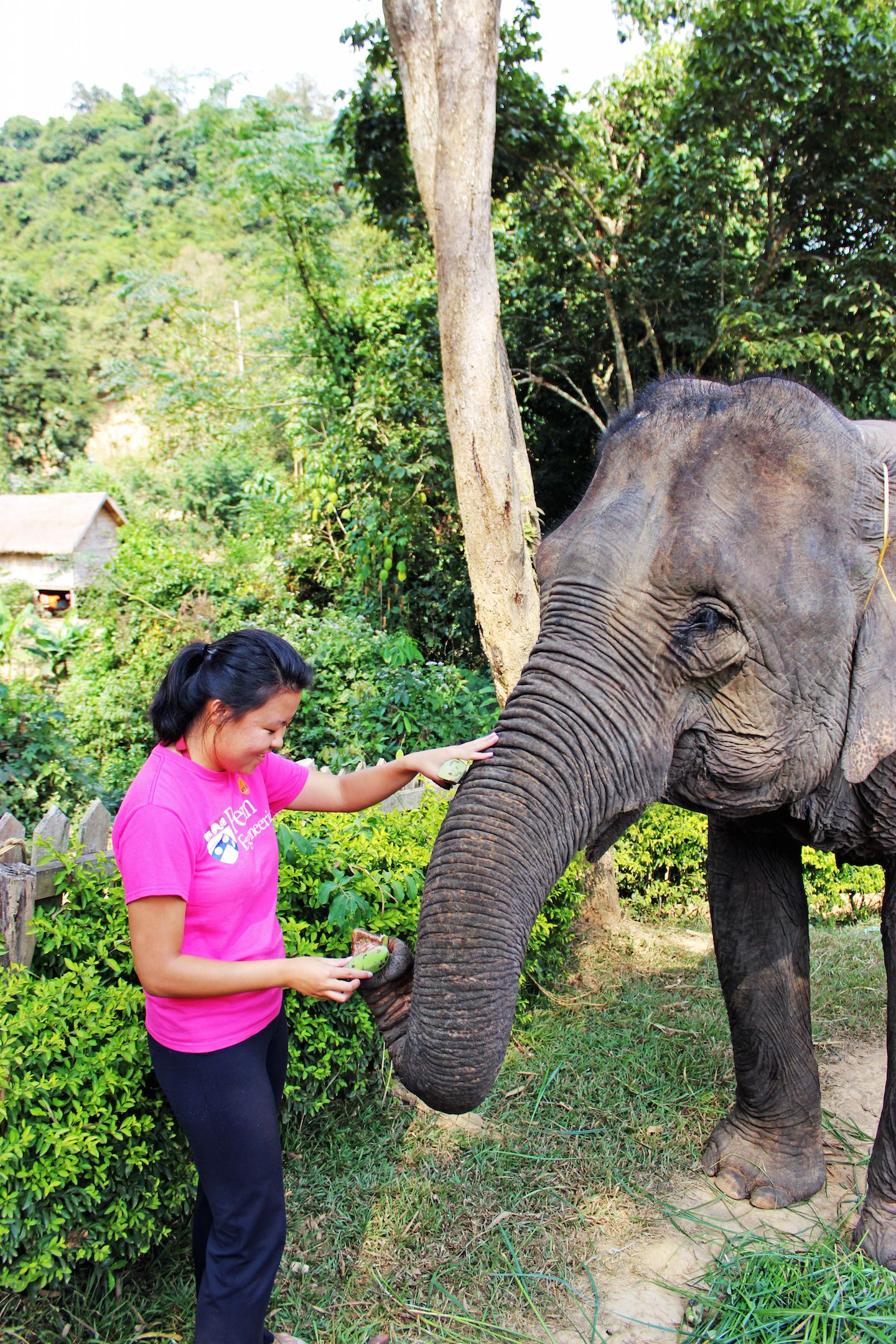 Julie feeding the elephant at the Elephant Village, Luang Prabang, Laos