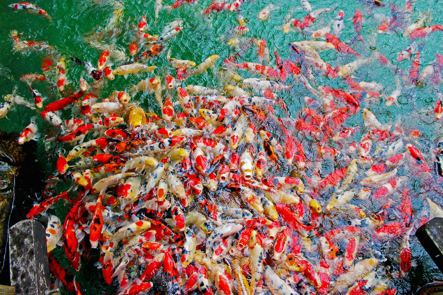 Khoi fish at the pond