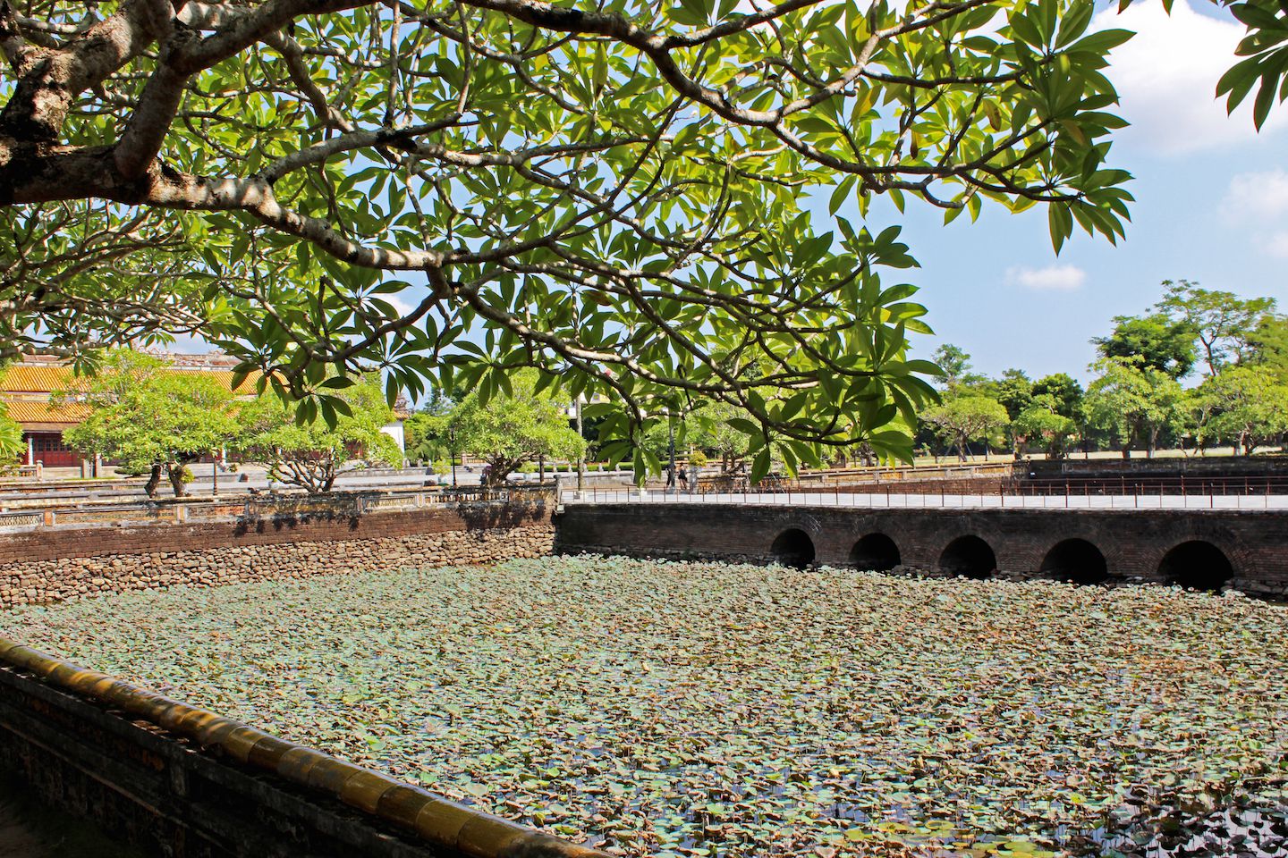 Lotus covered moat