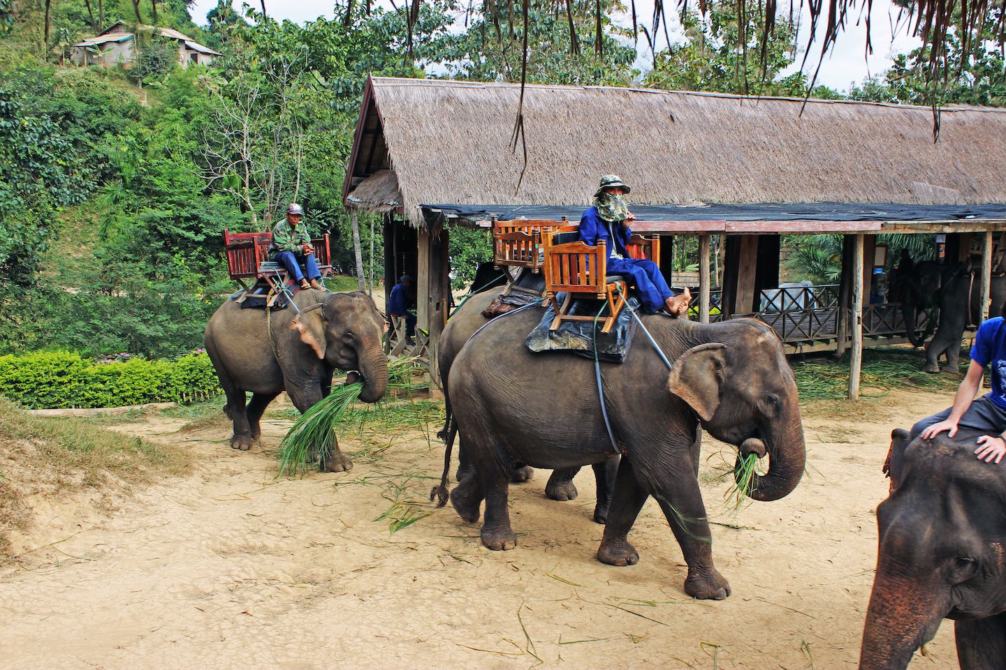 Mahouts riding the elephants at the Elephant Village, Luang Prabang, Laos