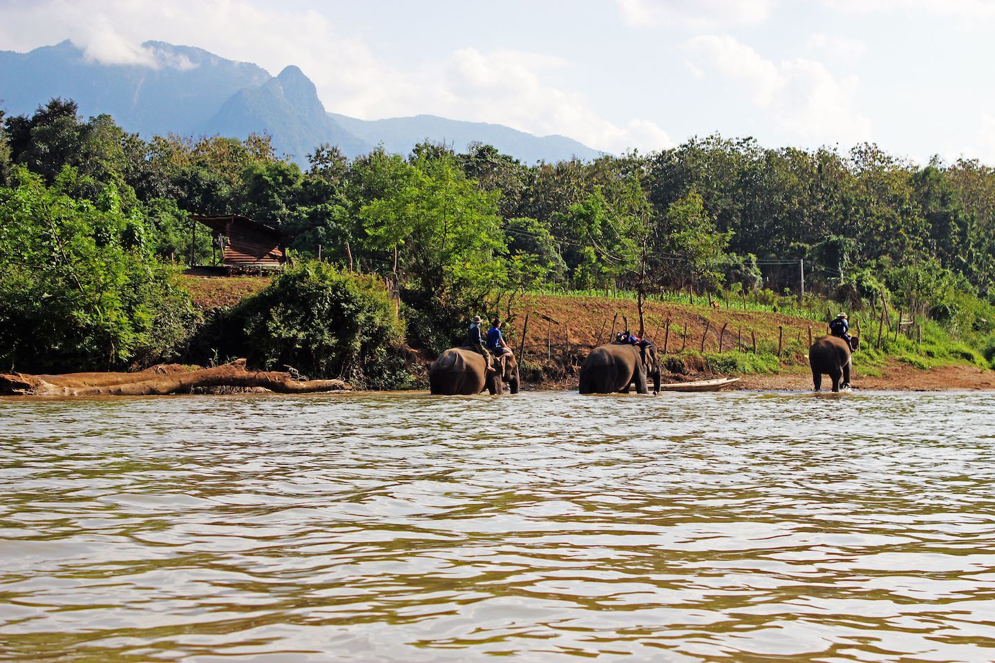 Mahouts taking the elephants to the forest, Luang Prabang, Laos