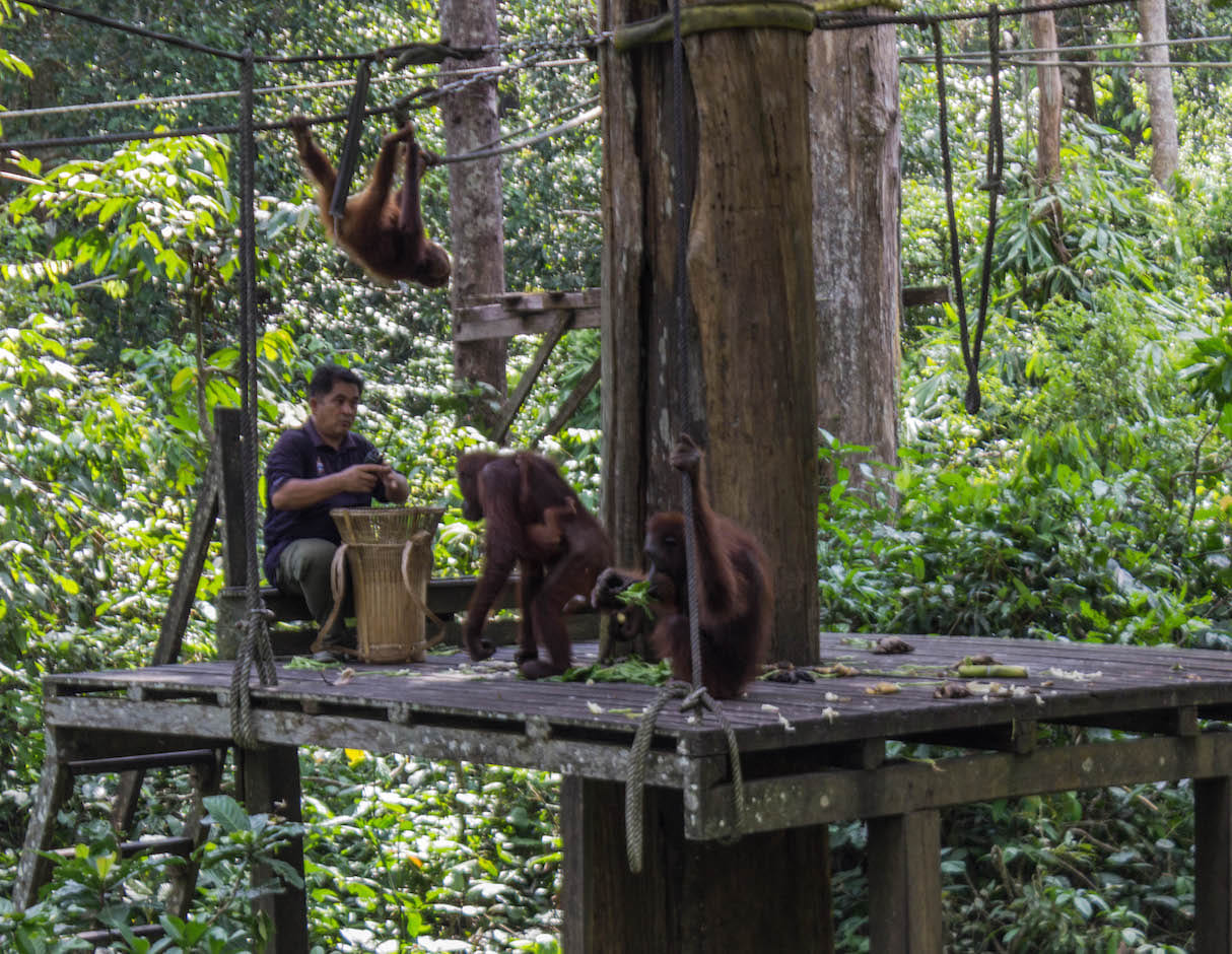 Orangutan feeding at Sepilok Orangutan Rehabilitation Center, Sepilok, Malaysia