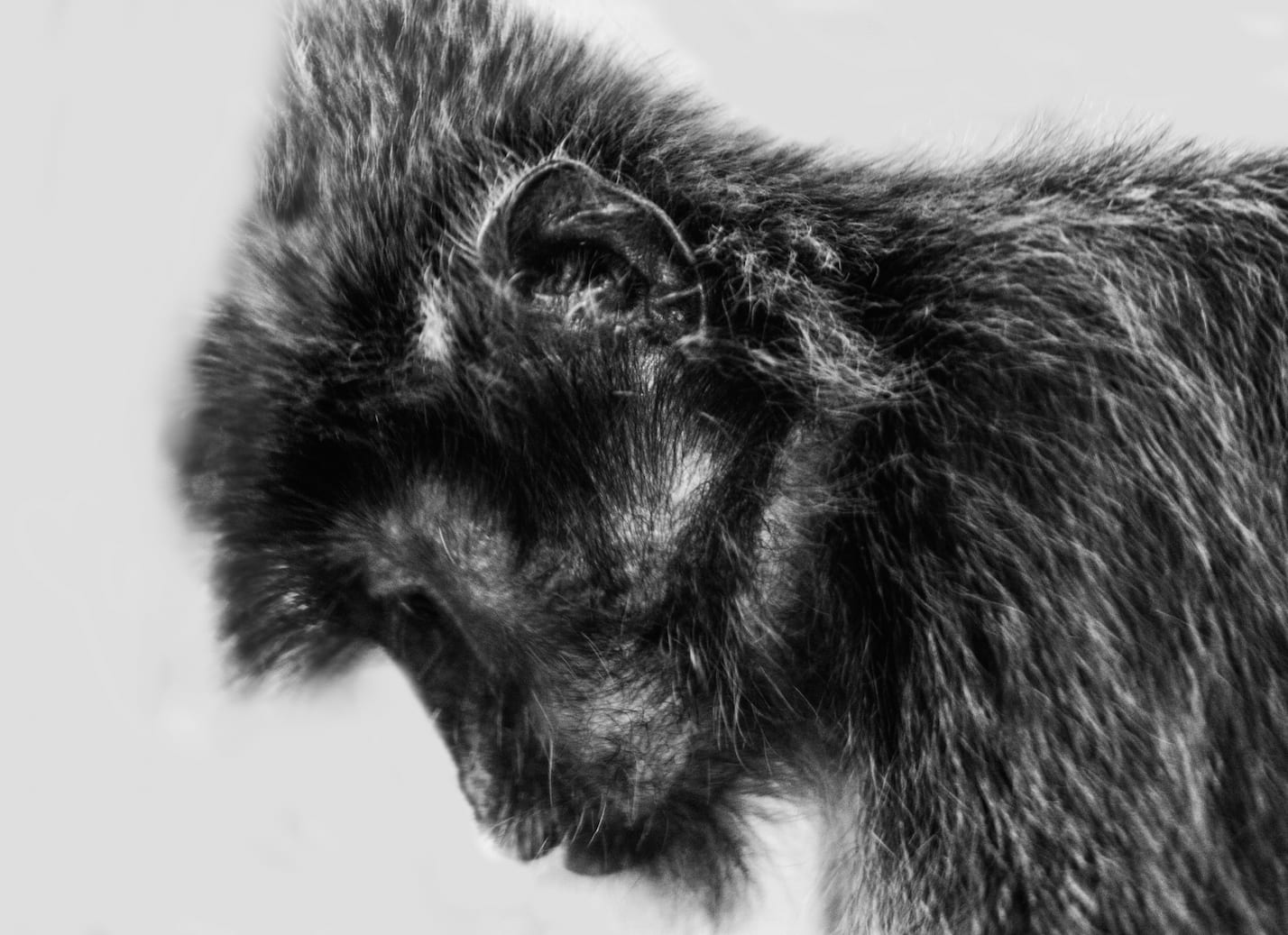 Silvered leaf monkey portrait, Sepilok, Malaysia