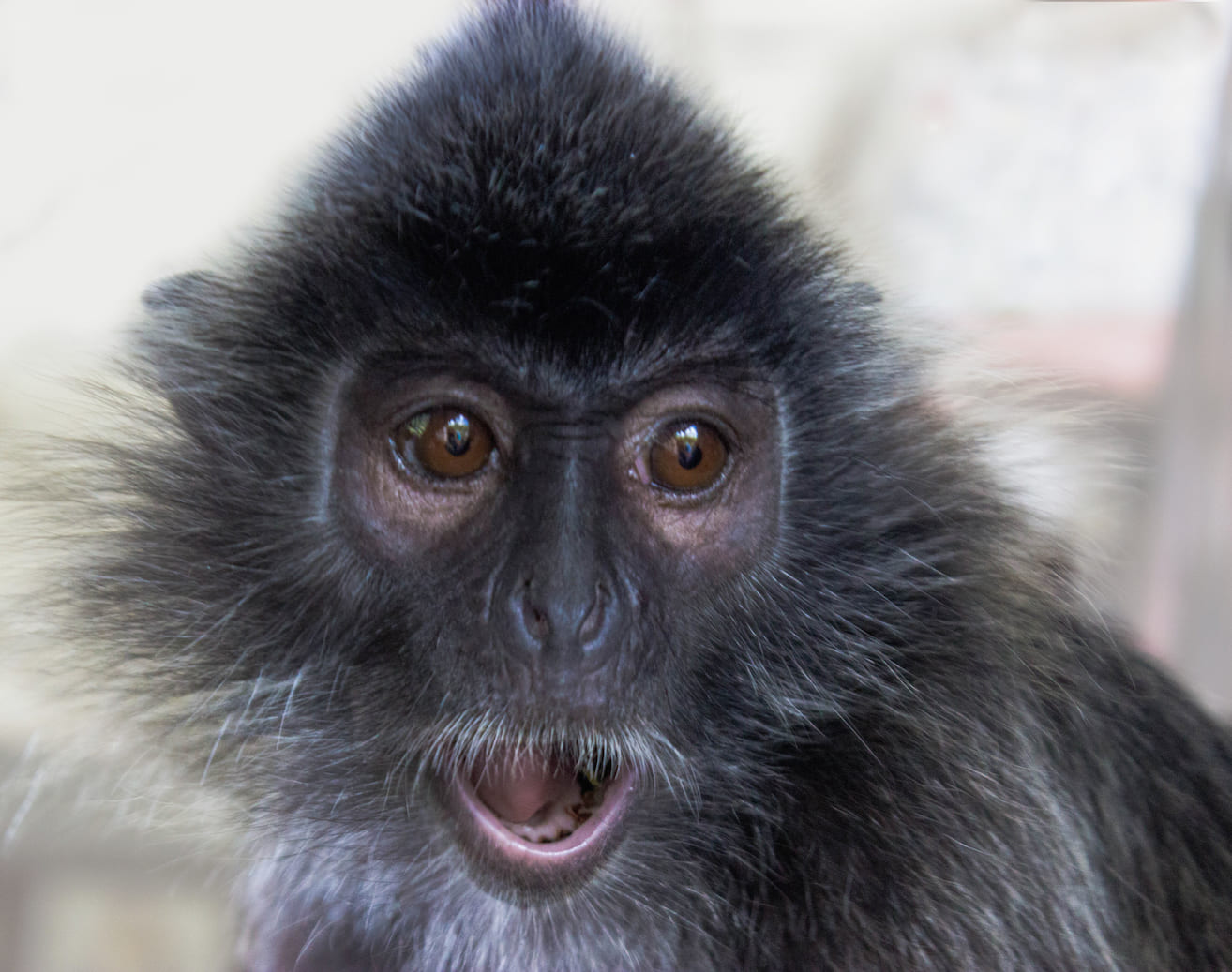 Silvered leaf monkey, Sepilok, Malaysia
