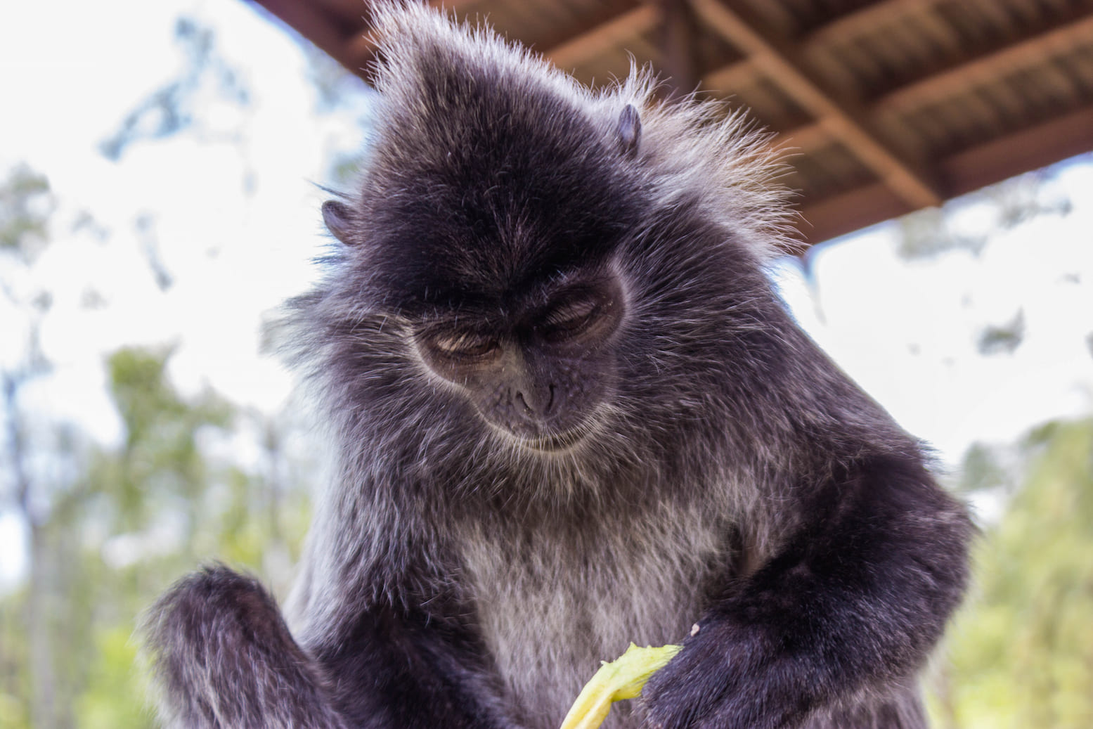 Silvered leaf monkey eating a banana, Labuk Bay, Malaysia