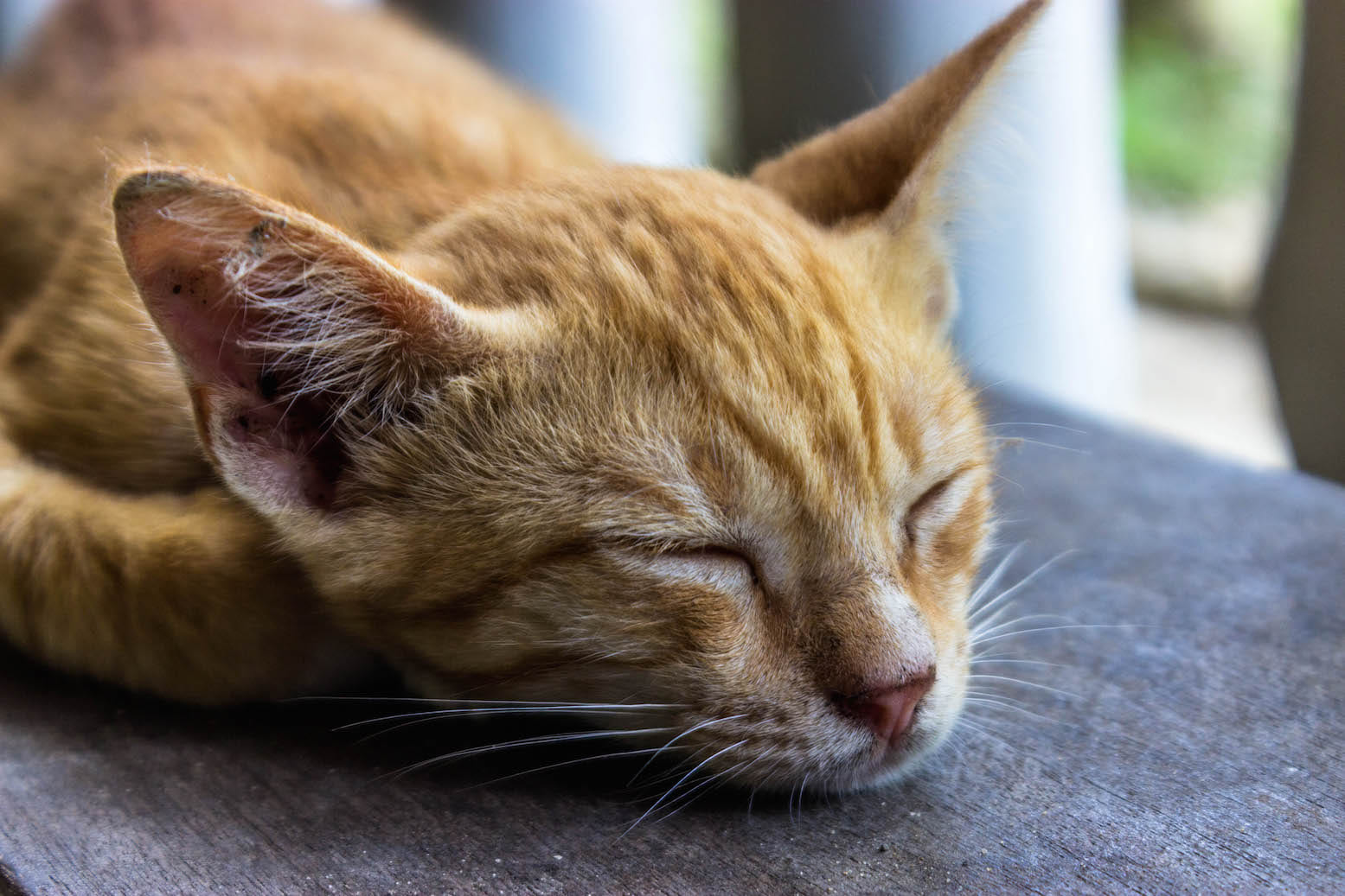 Sleepy kitty, Labuk Bay Proboscis Monkey Sanctuary, Malaysia