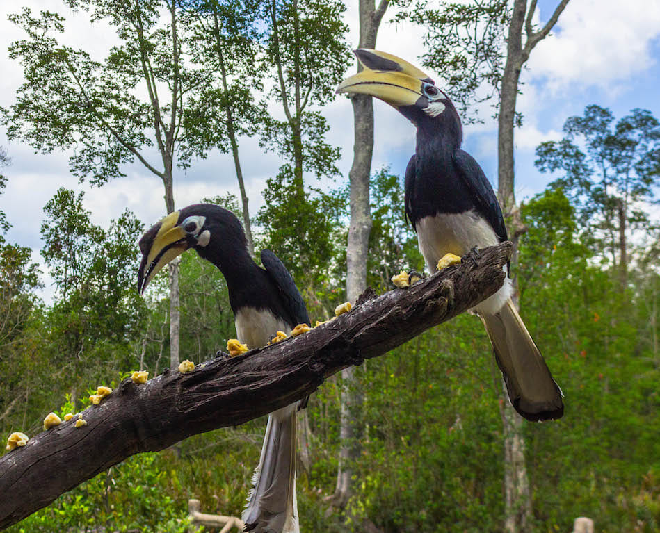 Hornbills, Labuk Bay, MalaysiaHornbills, Labuk Bay, Malaysia