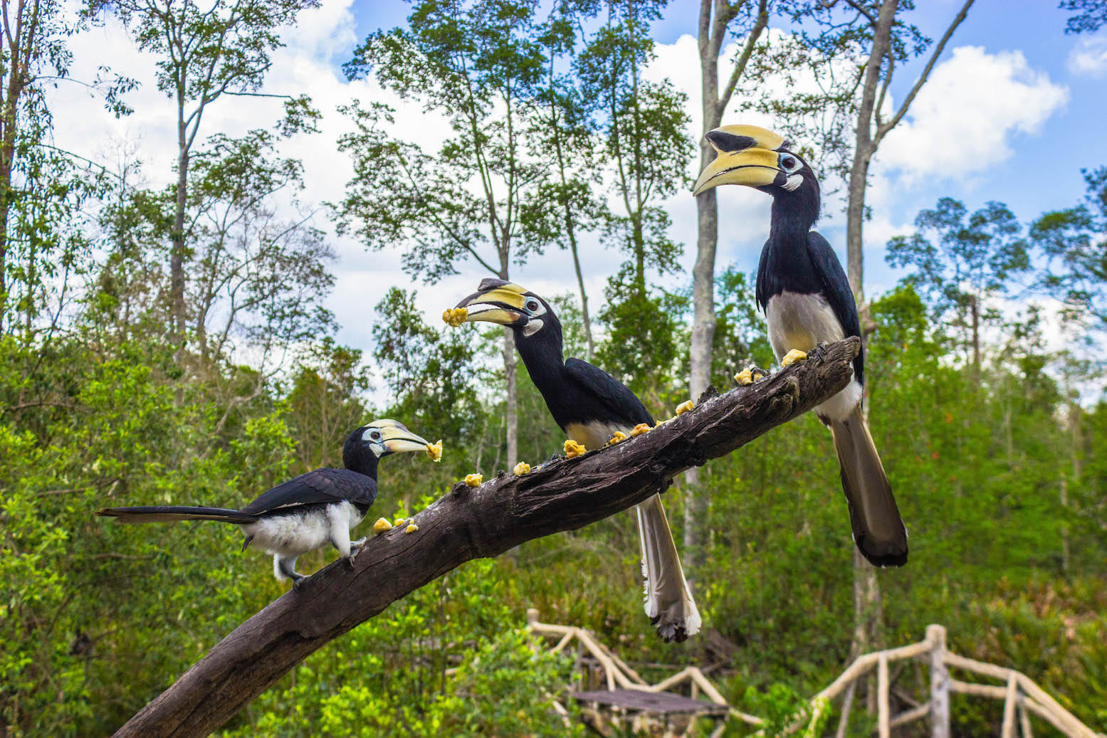 Hornbills on a tree branch, Labuk Bay, Malaysia