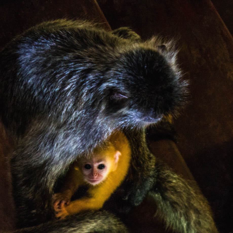 Silvered leaf monkey baby, Labuk Bay, Malaysia