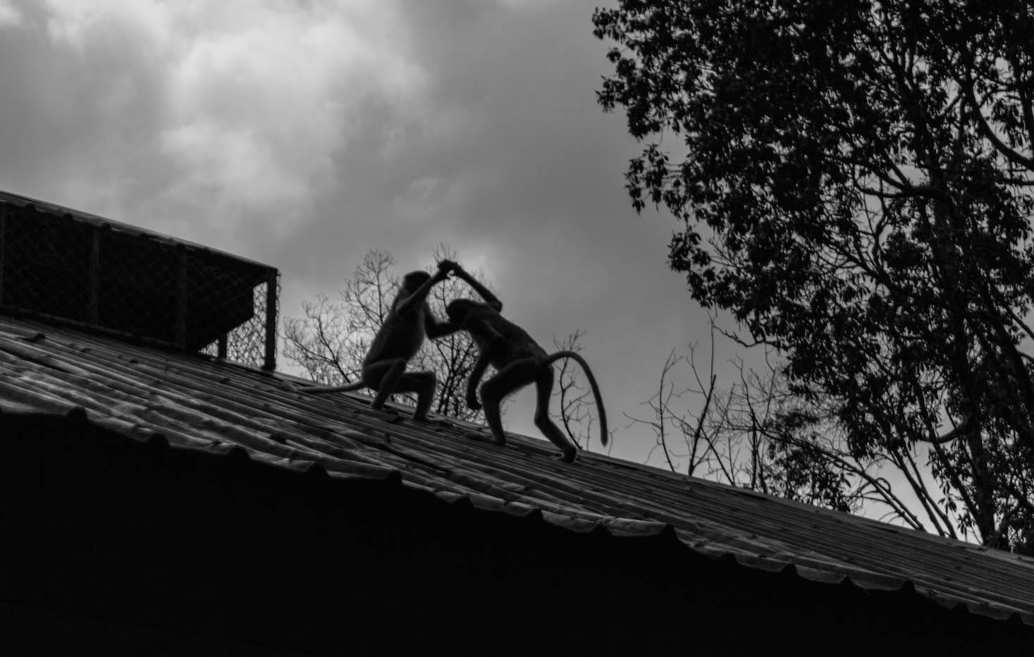 Proboscis monkeys fighting, Labuk Bay, Malaysia