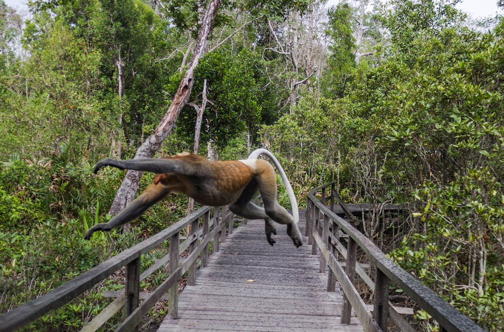 Proboscis monkey in mid air action, Labuk Bay, Malaysia
