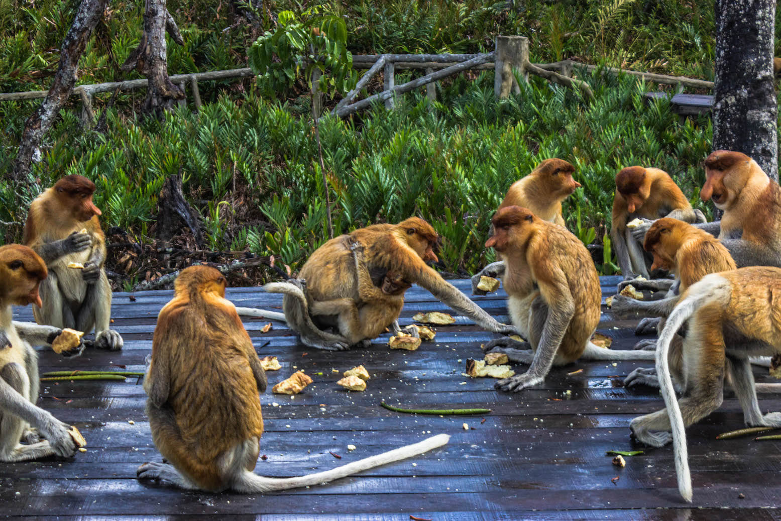 Group of proboscis monkey eating, Labuk Bay Proboscis Monkey Sanctuary, Malaysia
