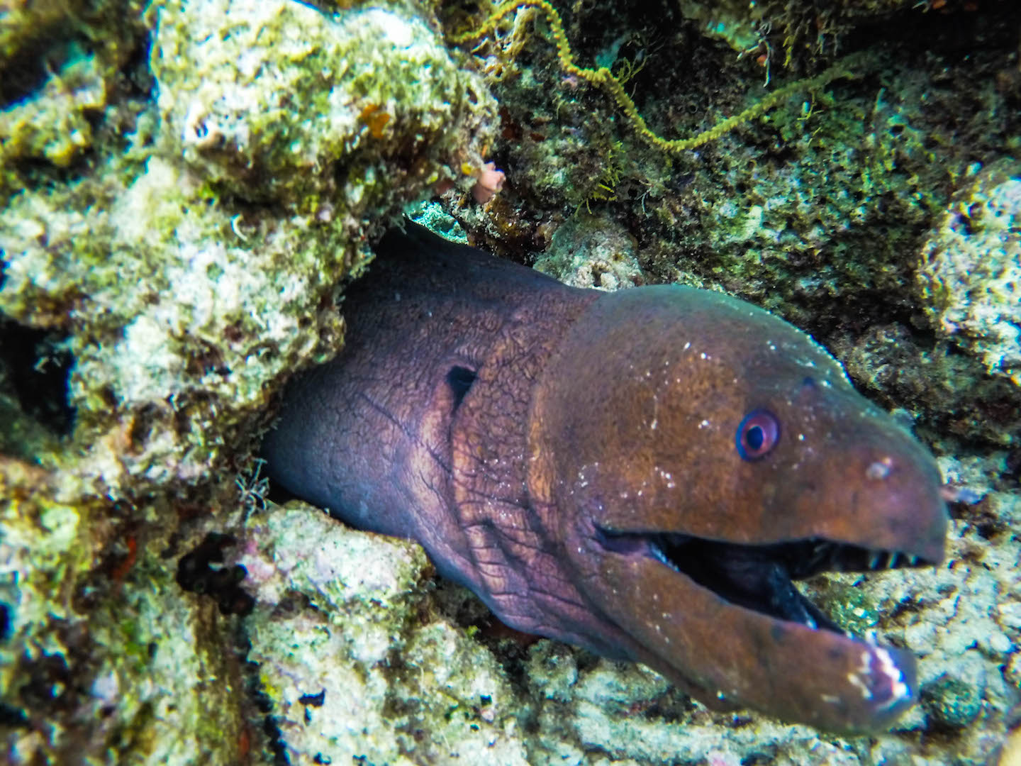Giant Moray Eel, Manta Point, Maldives