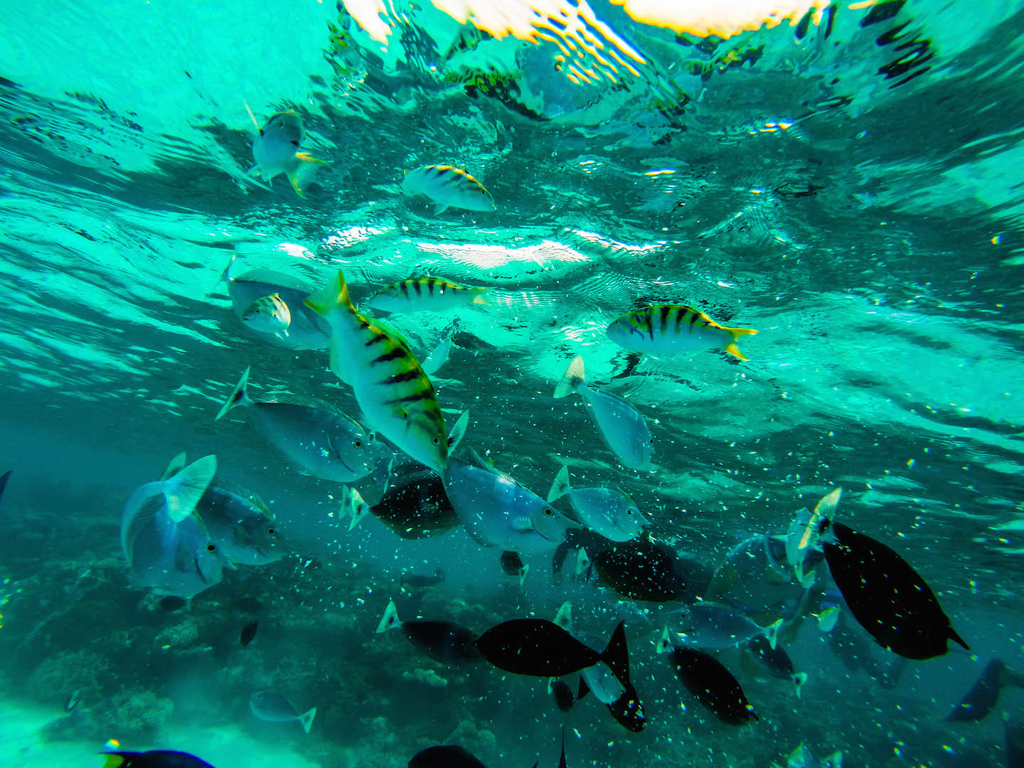 Fish, Maldives