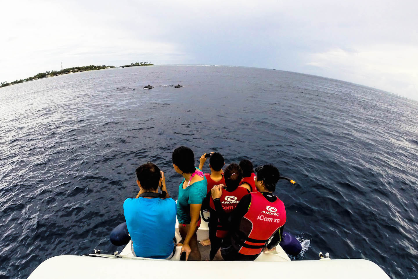 Dolphin watching, Manta Point, Maldives