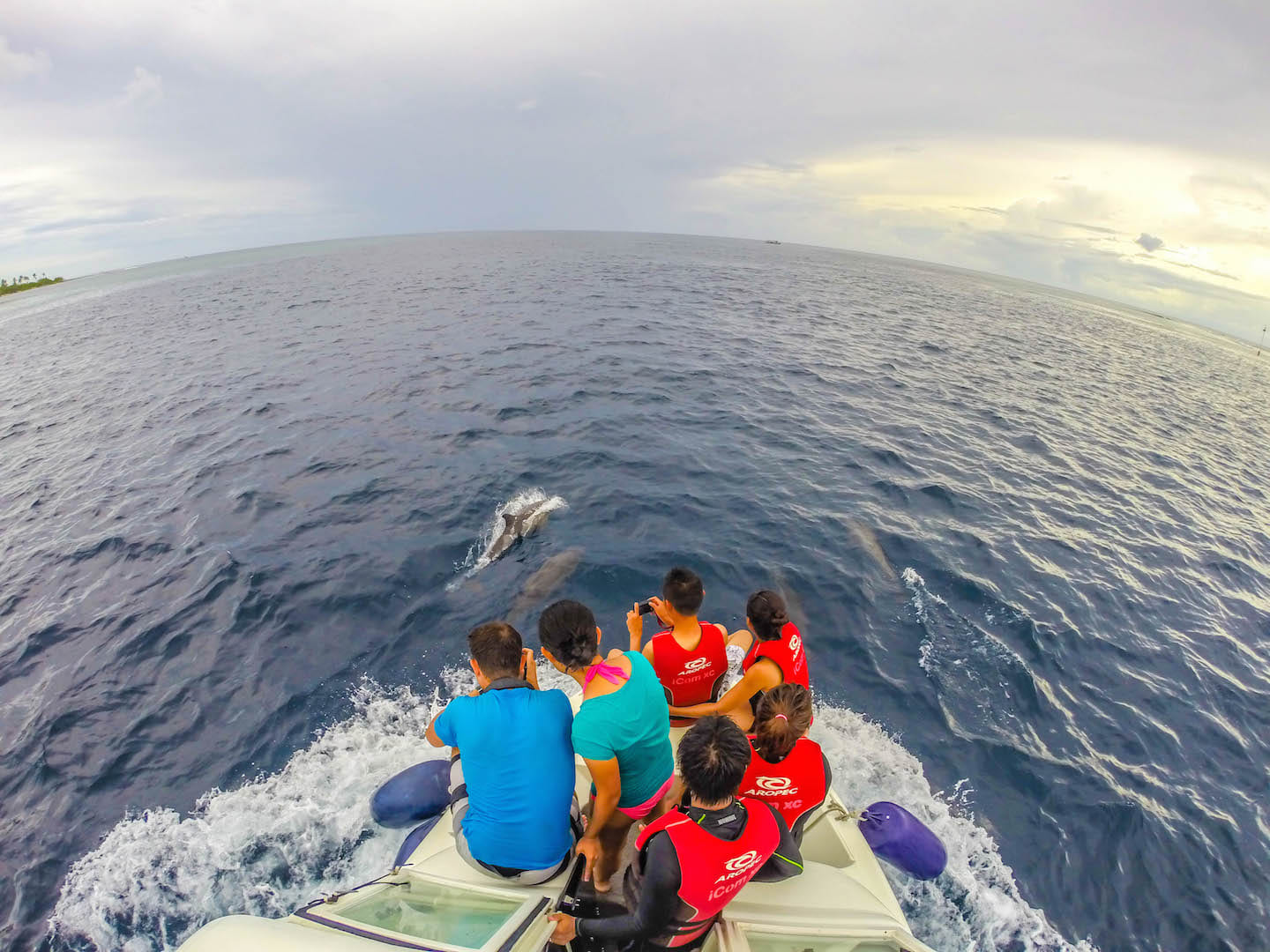 Dolphins swimming by our boat, Manta Point, Maldives
