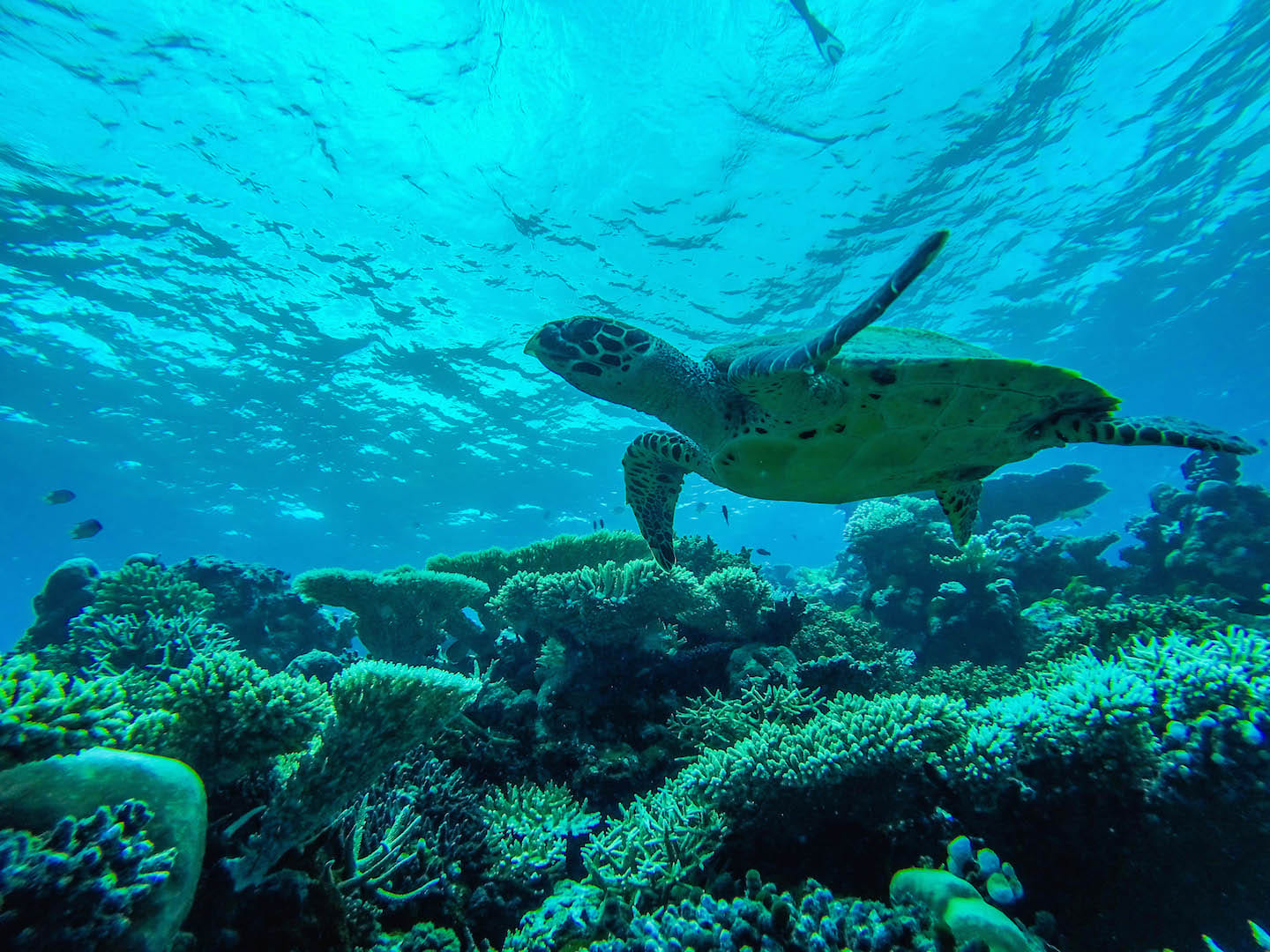 Sea turtle at Turtle Reef, Maldives