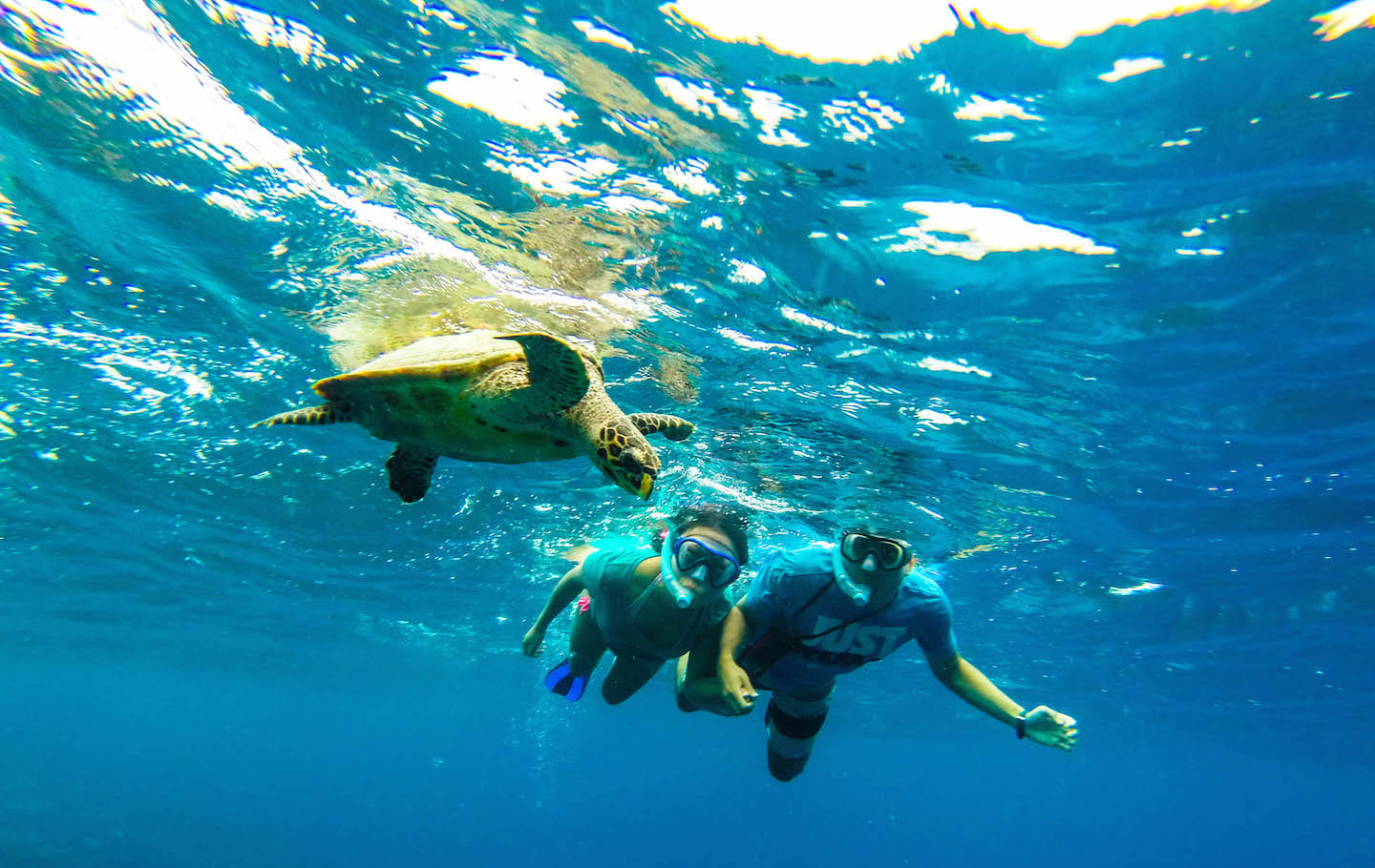 Snorkeling with sea turtles, Turtle Reef, Maldives
