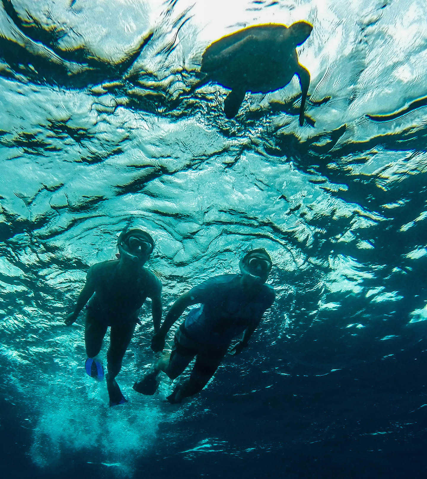 Swimming with turtles, Turtle Reef, Maldives