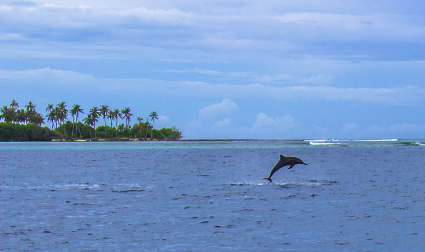 Jumping dolphin, Manta Point, Maldives