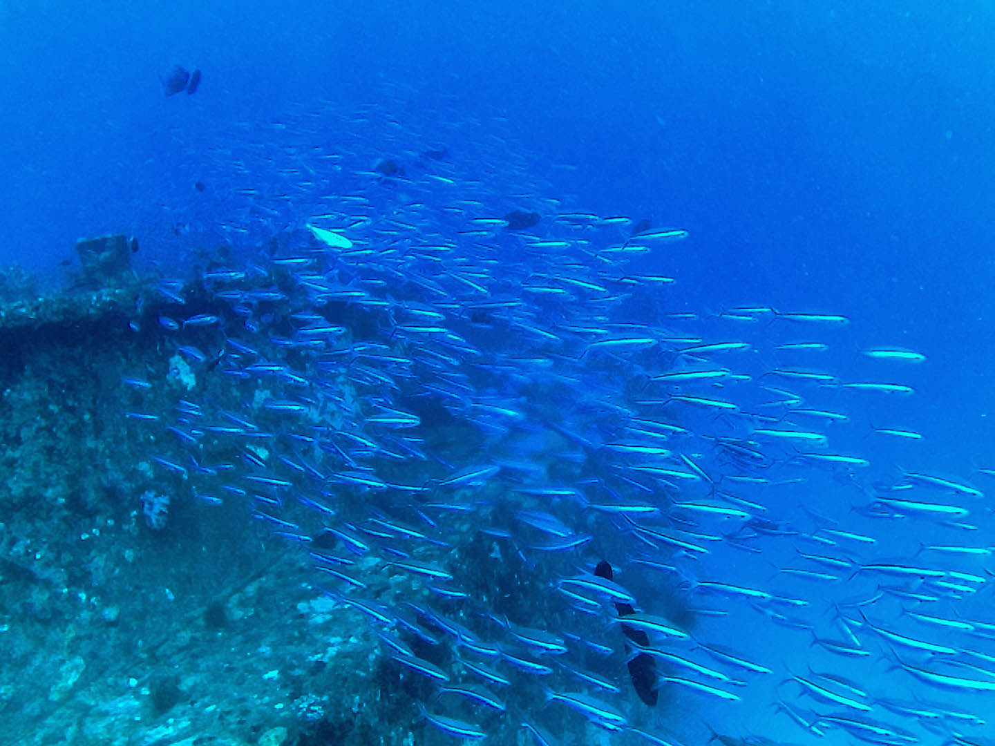Fish swimming by the Kuda Giri Wreck, Maldives