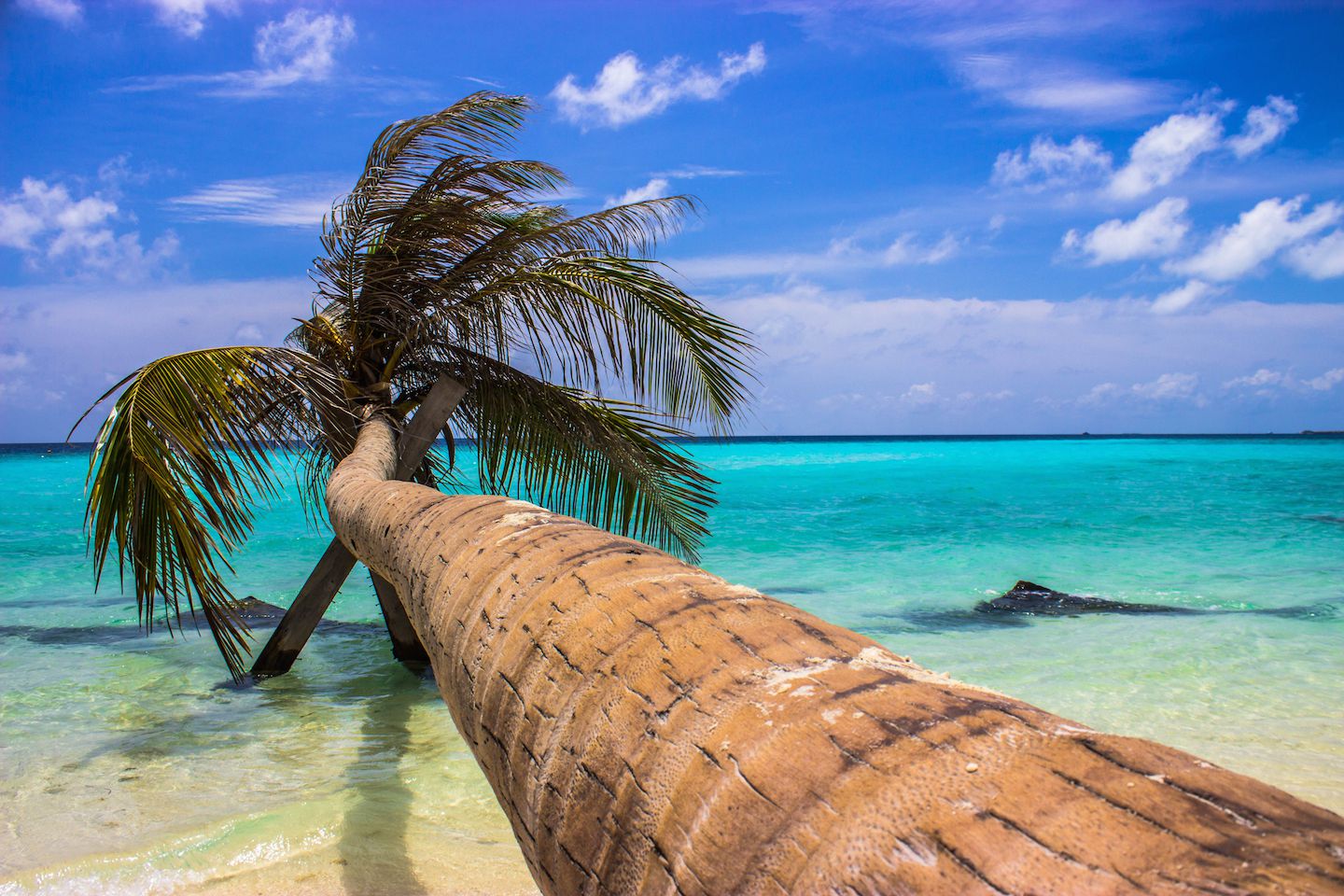 Classic palm tree photo, Maafushi, Maldives