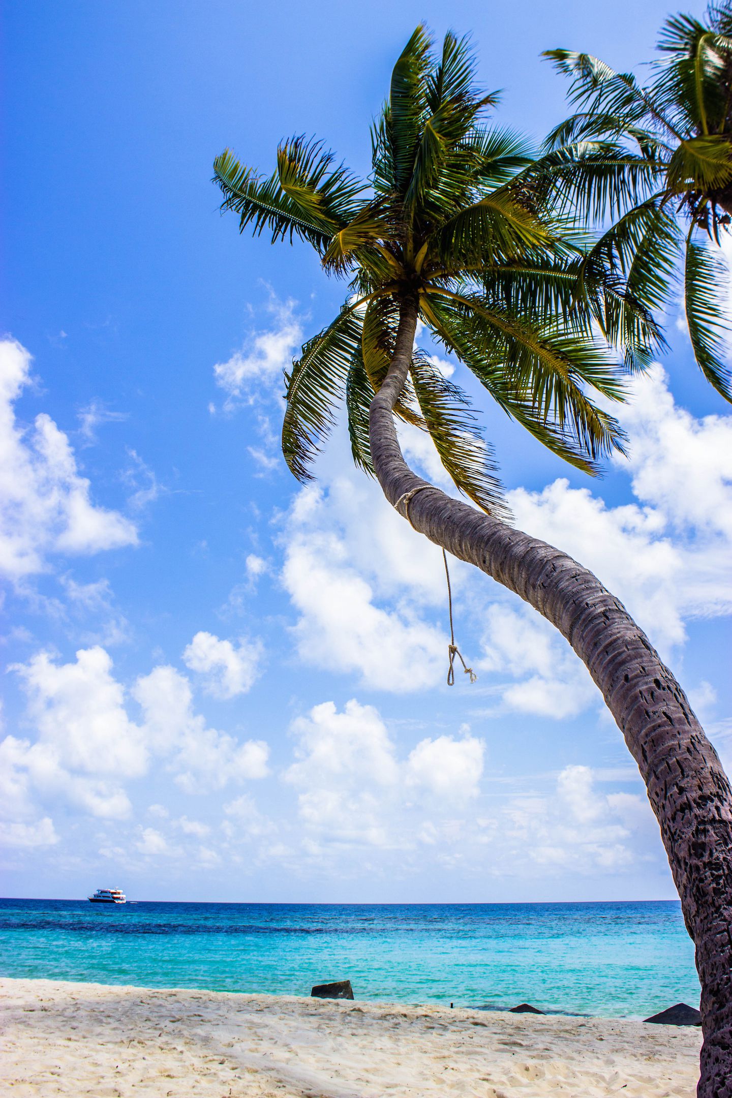 Palm trees on the bikini beach, Maafushi, Maldives
