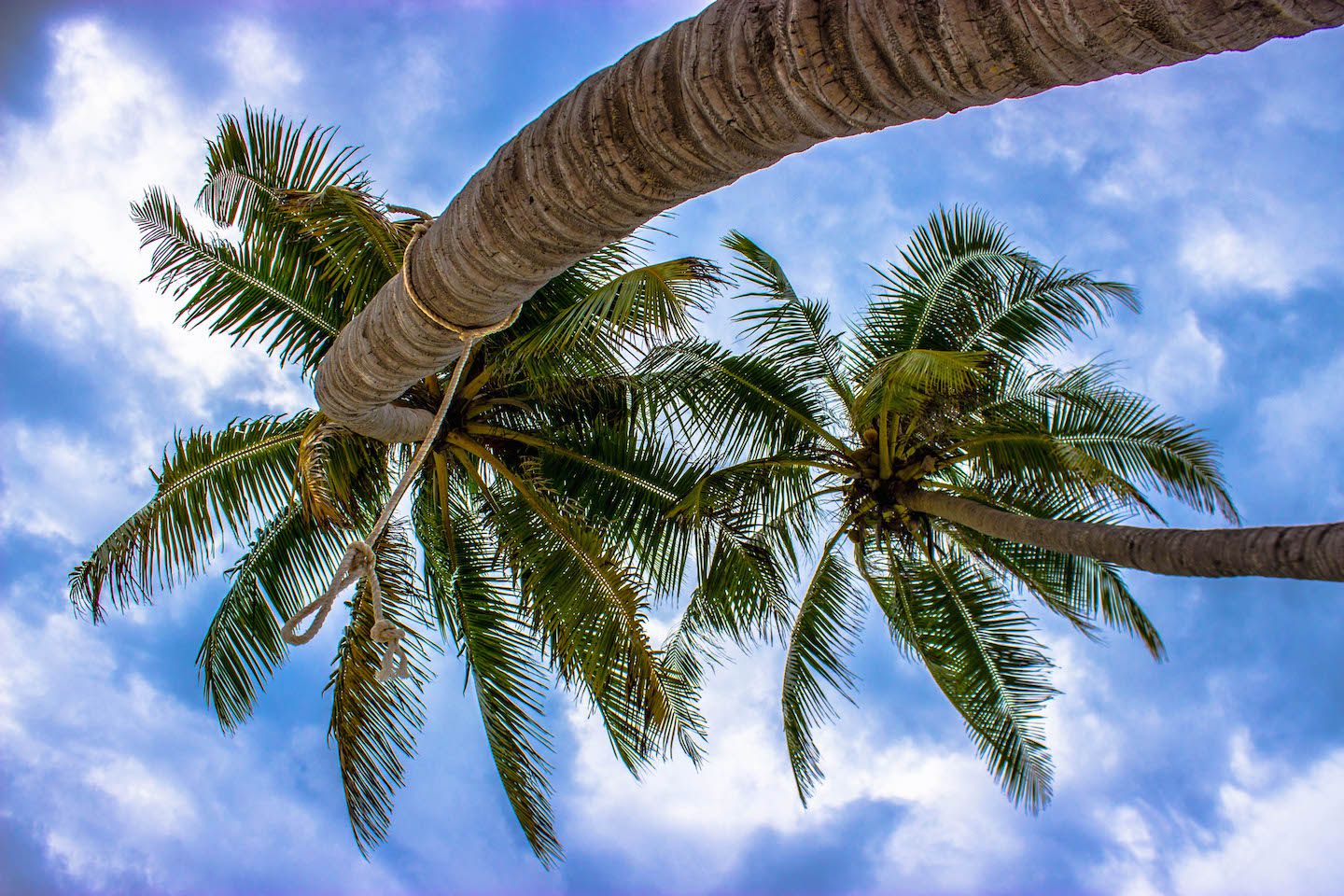 Beautiful palm trees, Maafushi, Maldives