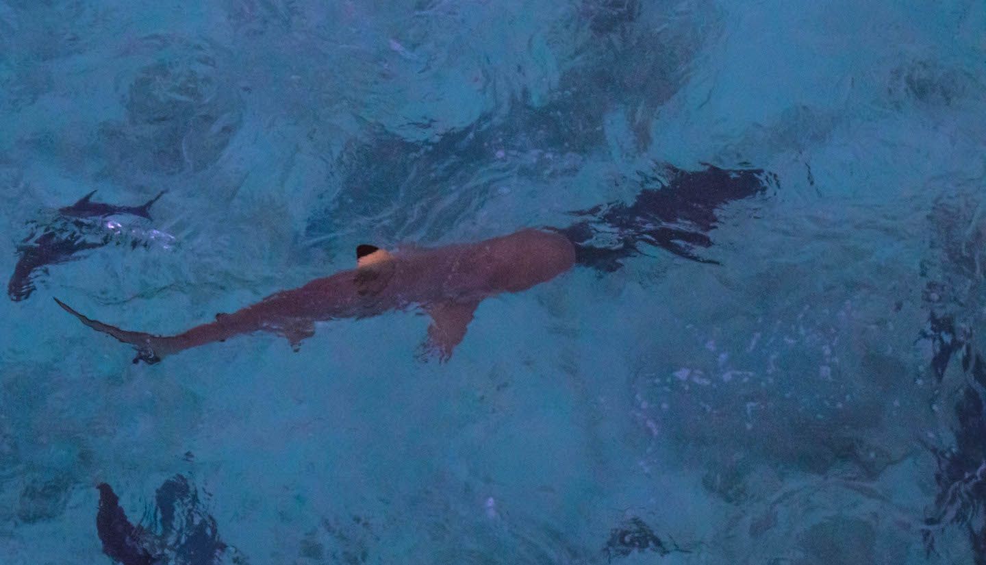 Shark feeding, Vadoo Resort, Maldives