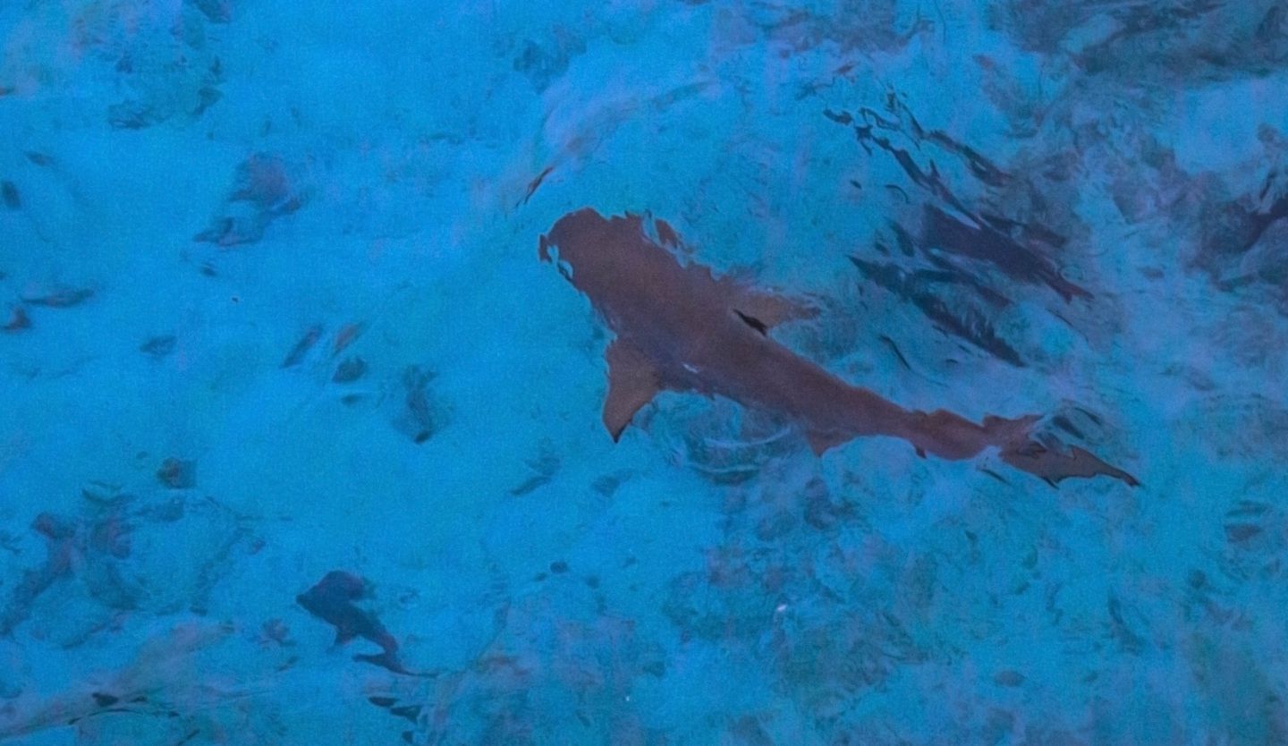 Shark swimming at the Vadoo Resort reef, Maldives