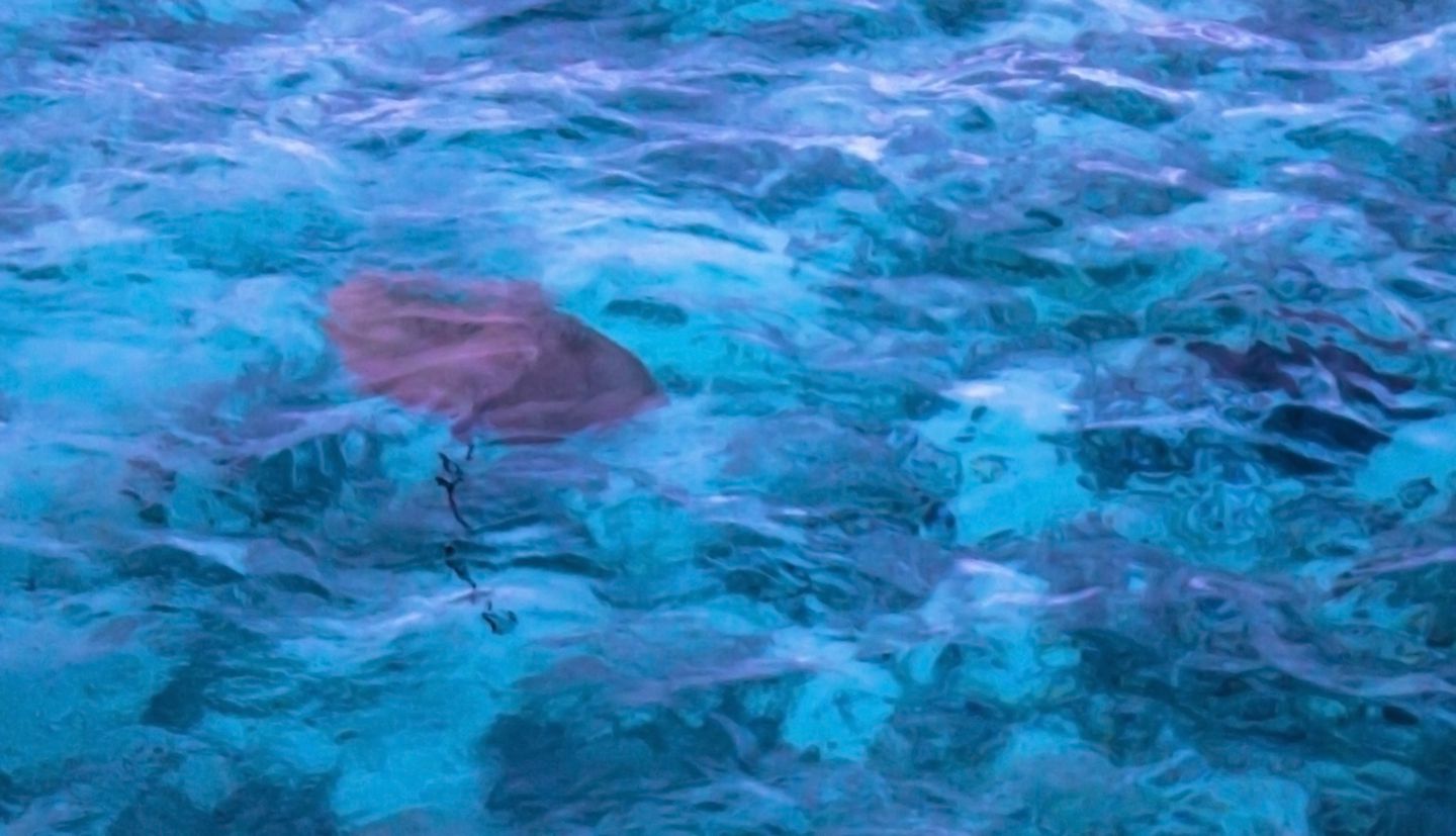 Stingray swimming at the Vadoo Resort reef, Maldives