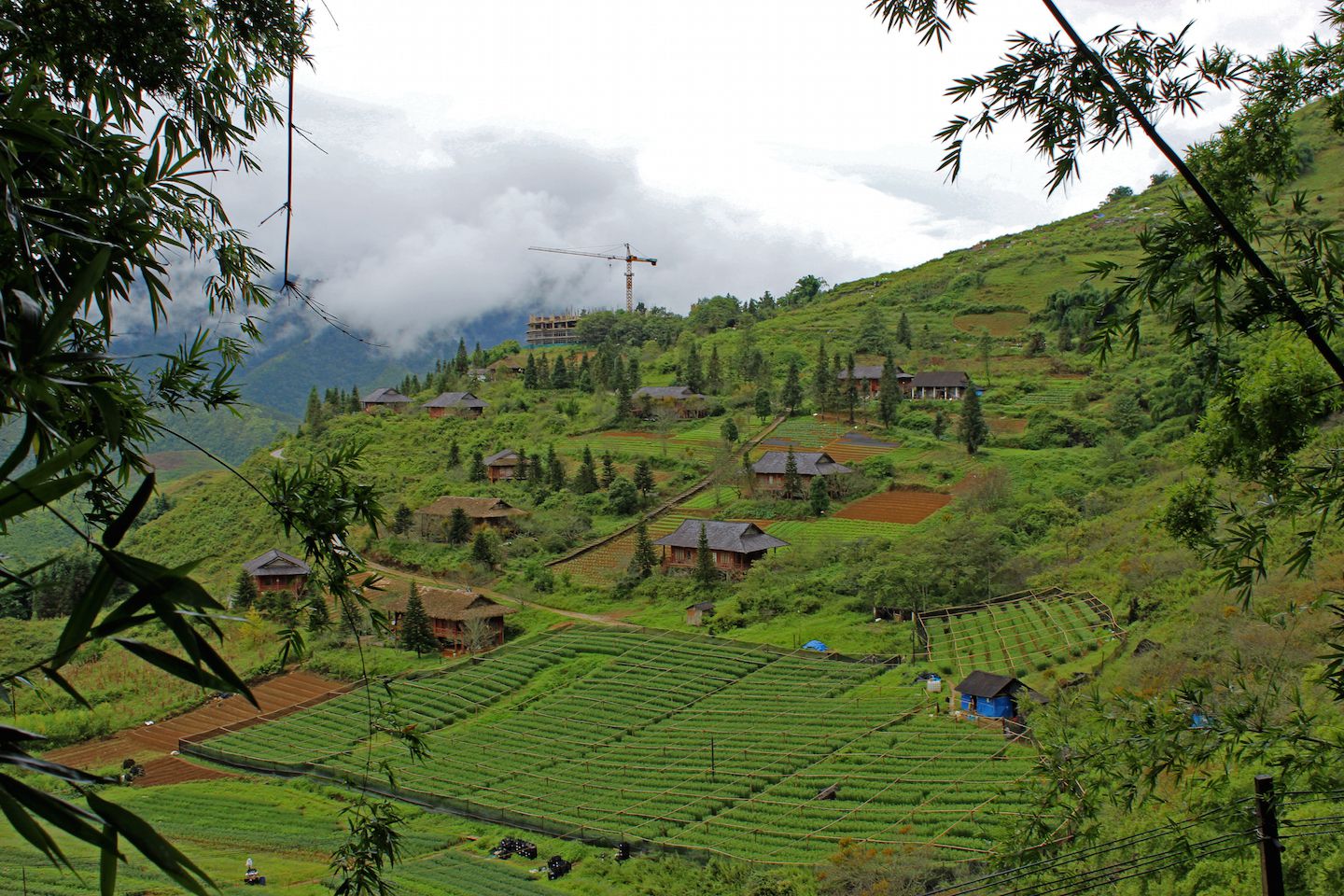 Many indigo plantations