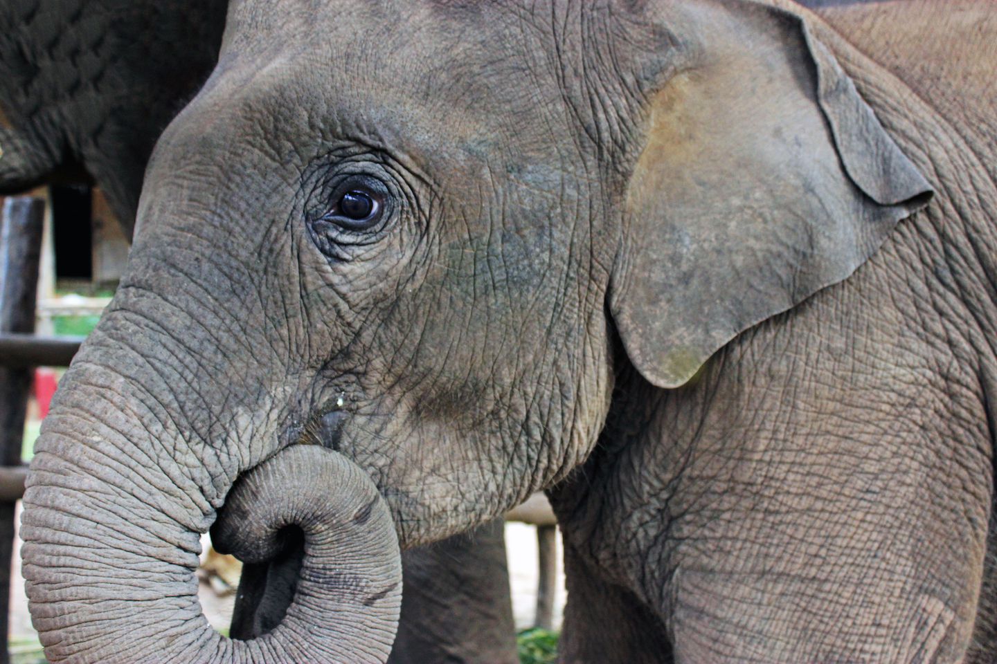 Maxi at the Elephant Village, Luang Prabang, Laos