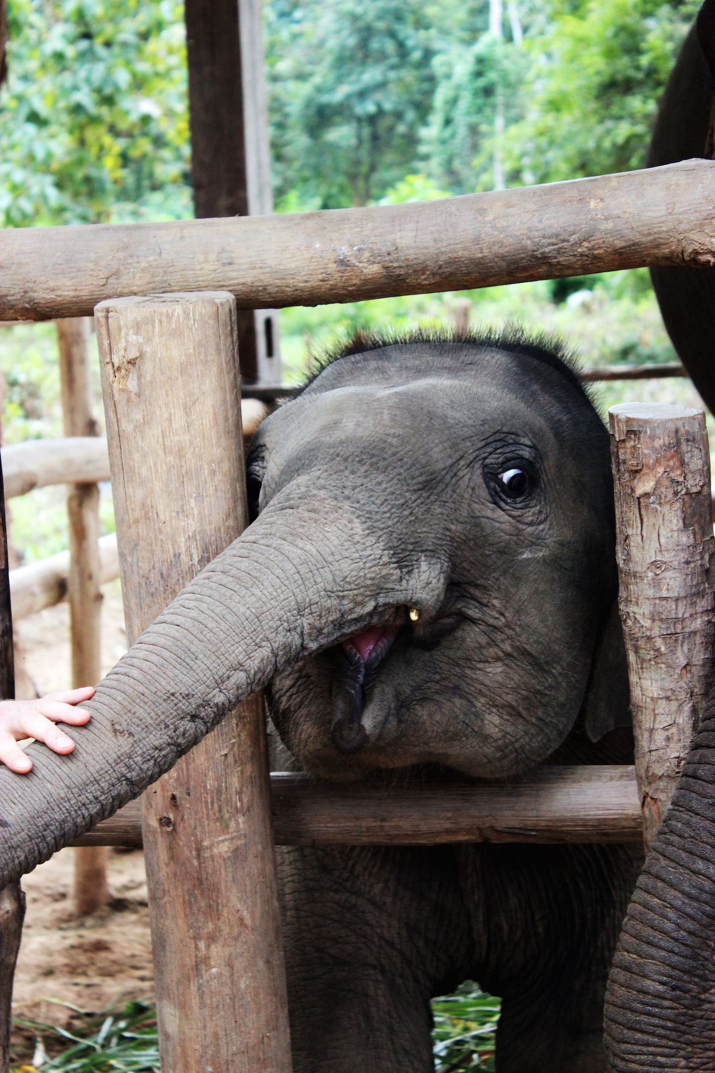 Maxi, the baby elephant, at the Elephant Village, Luang Prabang, Laos