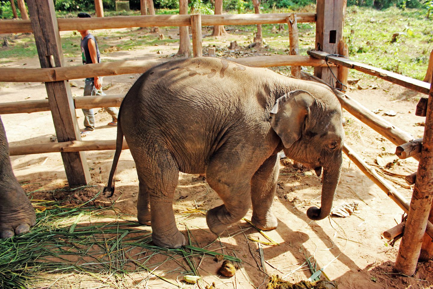 Maxi walking around at the Elephant Village, Luang Prabang, Laos