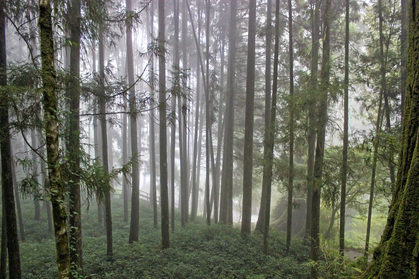 Mist in the forest