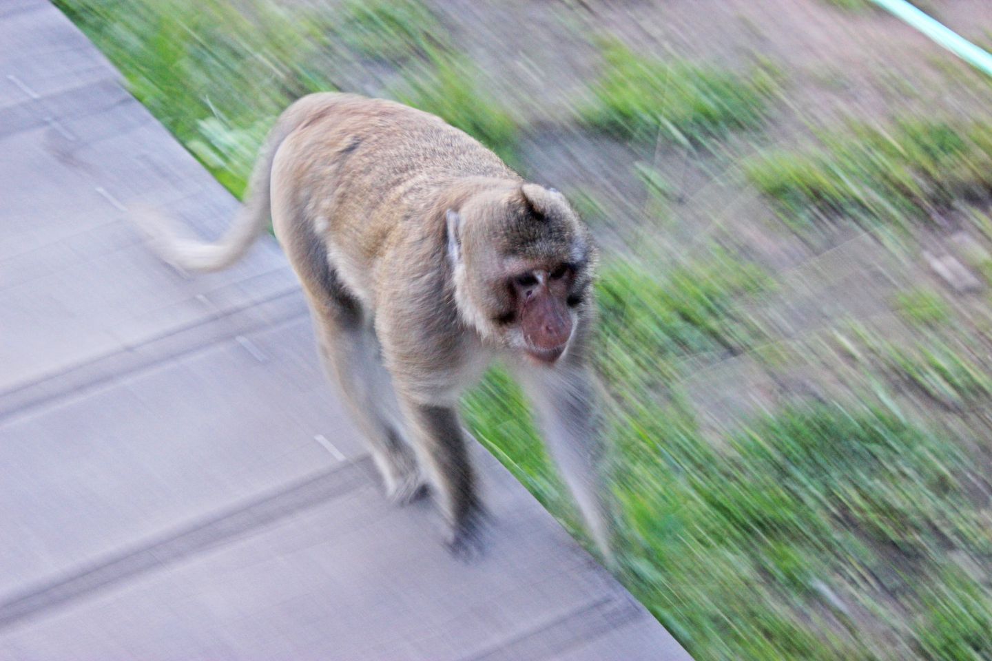 Monkey at Angkor Wat
