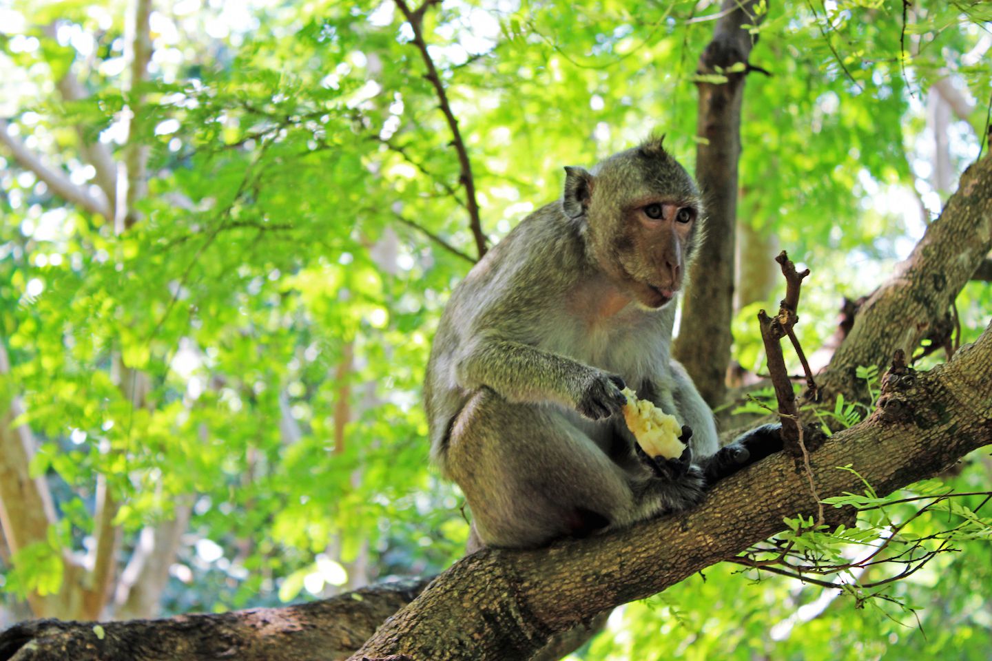 Monkey eating