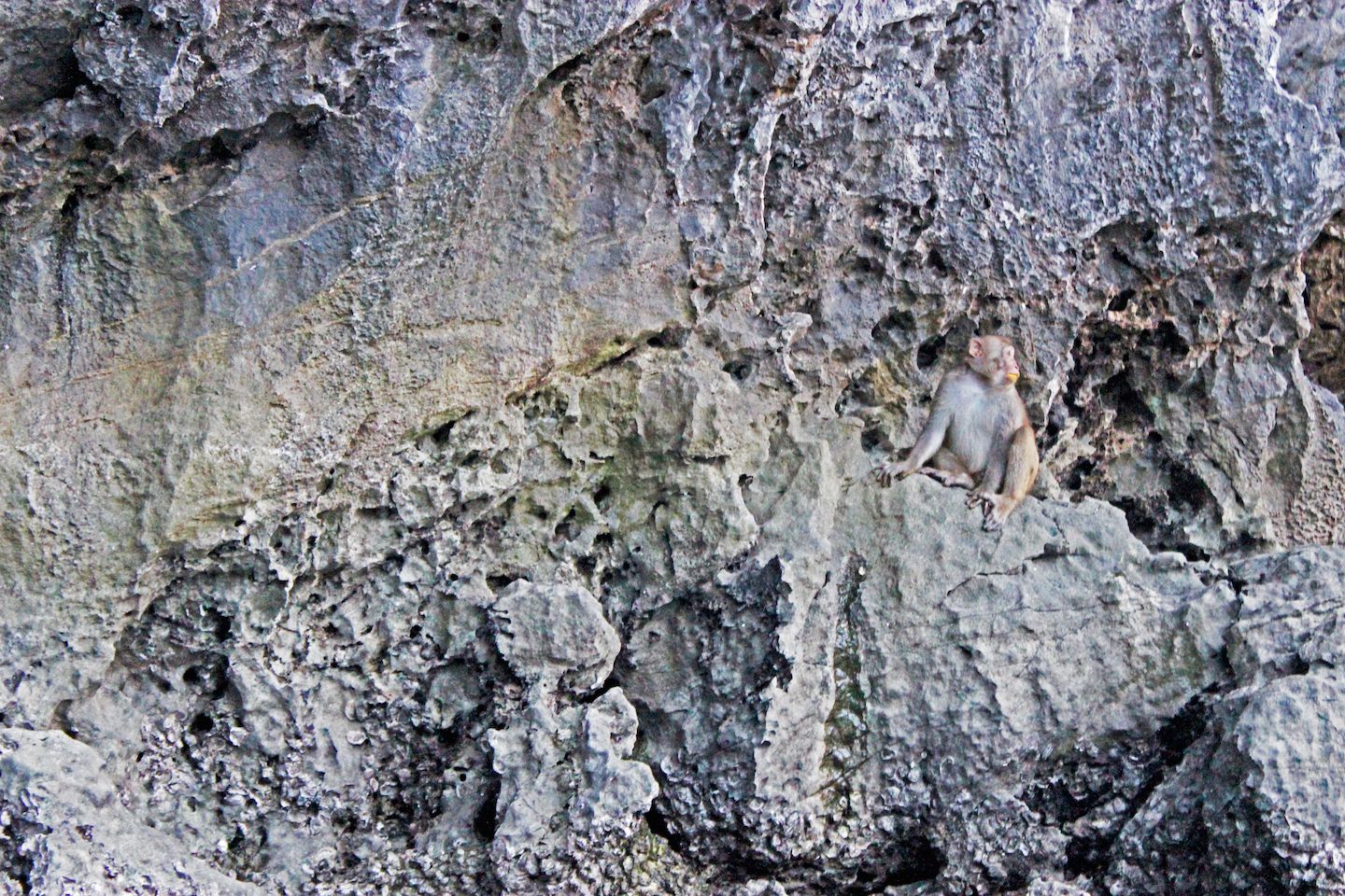 Monkey on the limestone mountains
