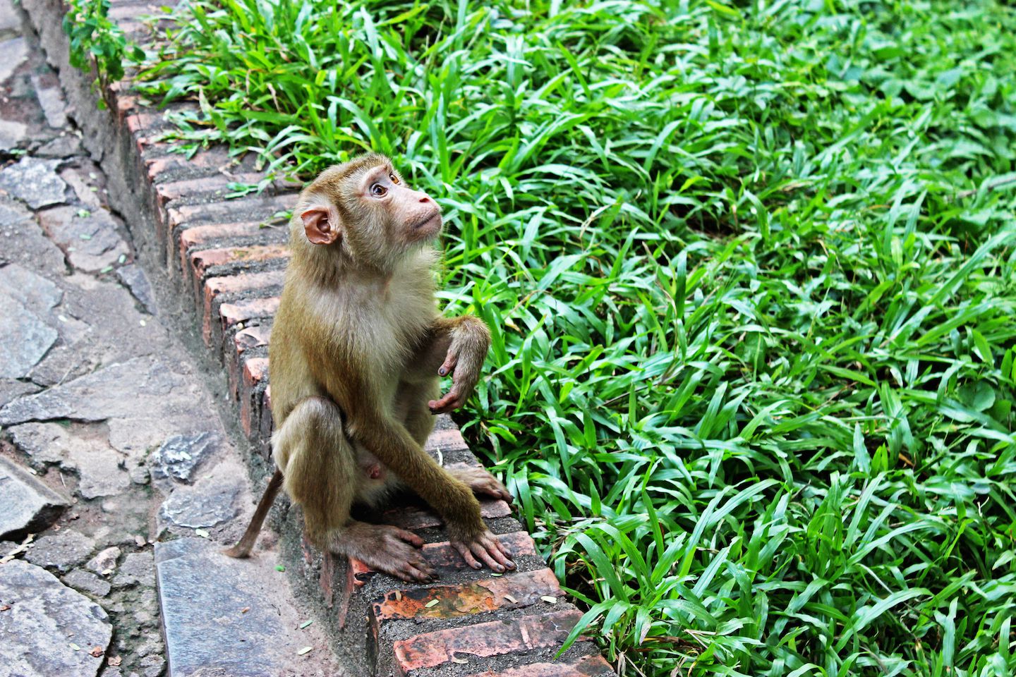 Monkey!
