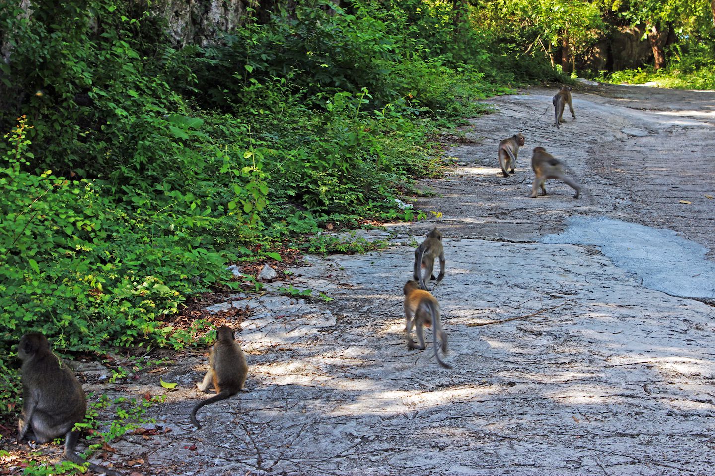 Monkeys on the road to the killing caves