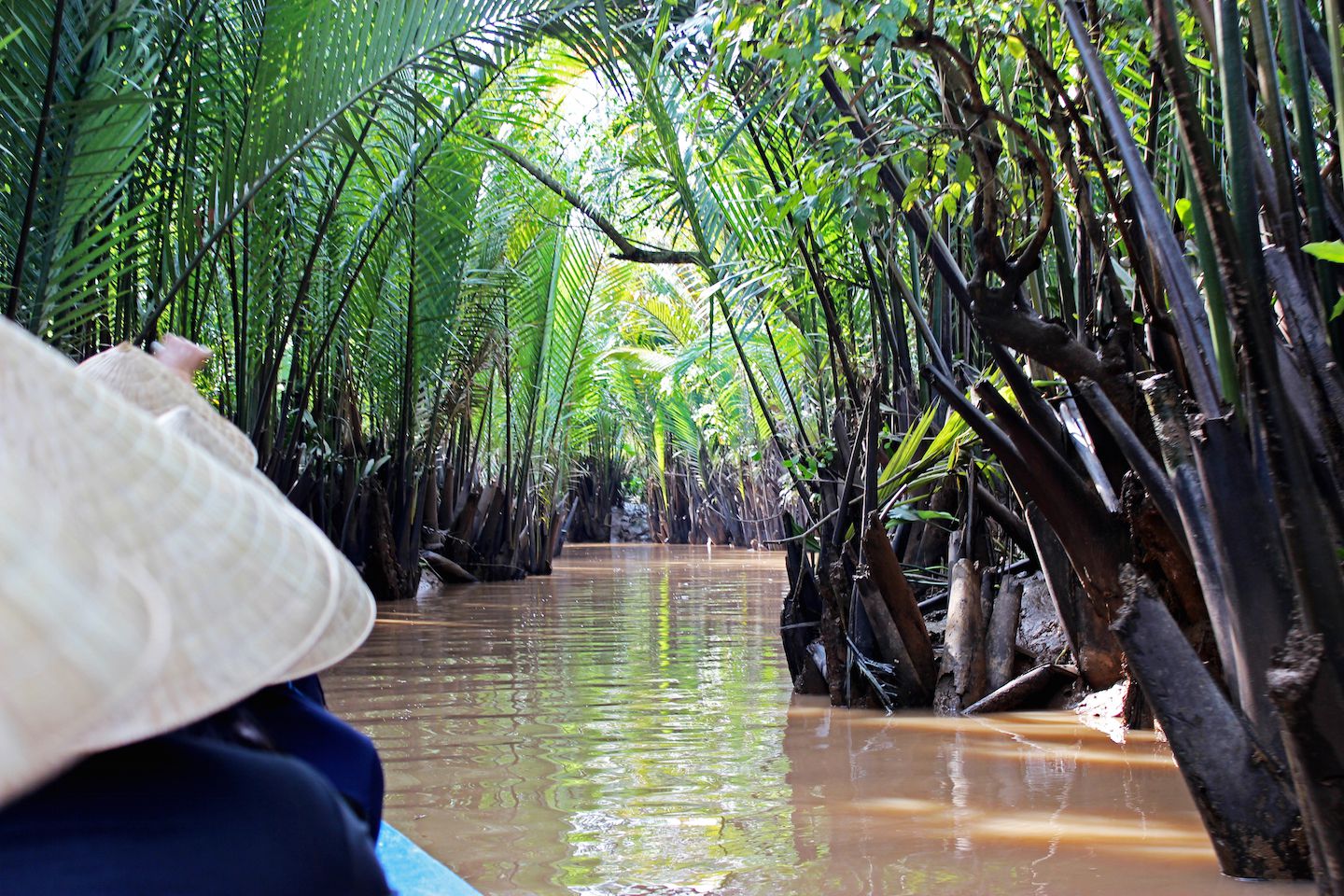 Narrow path among the coconut trees