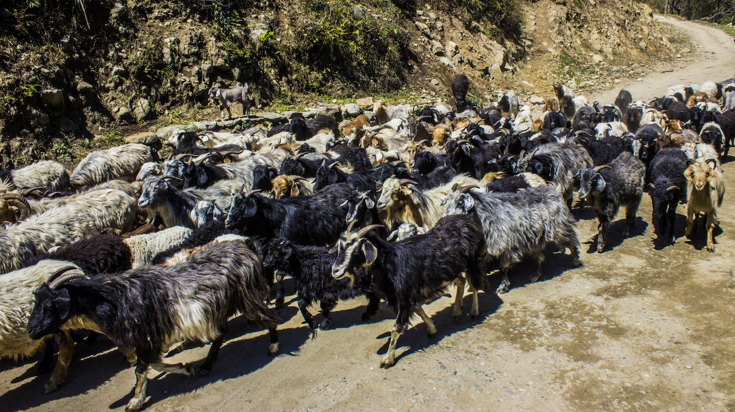 Herd of goats passing us during a stop in Ghermu, Nepal