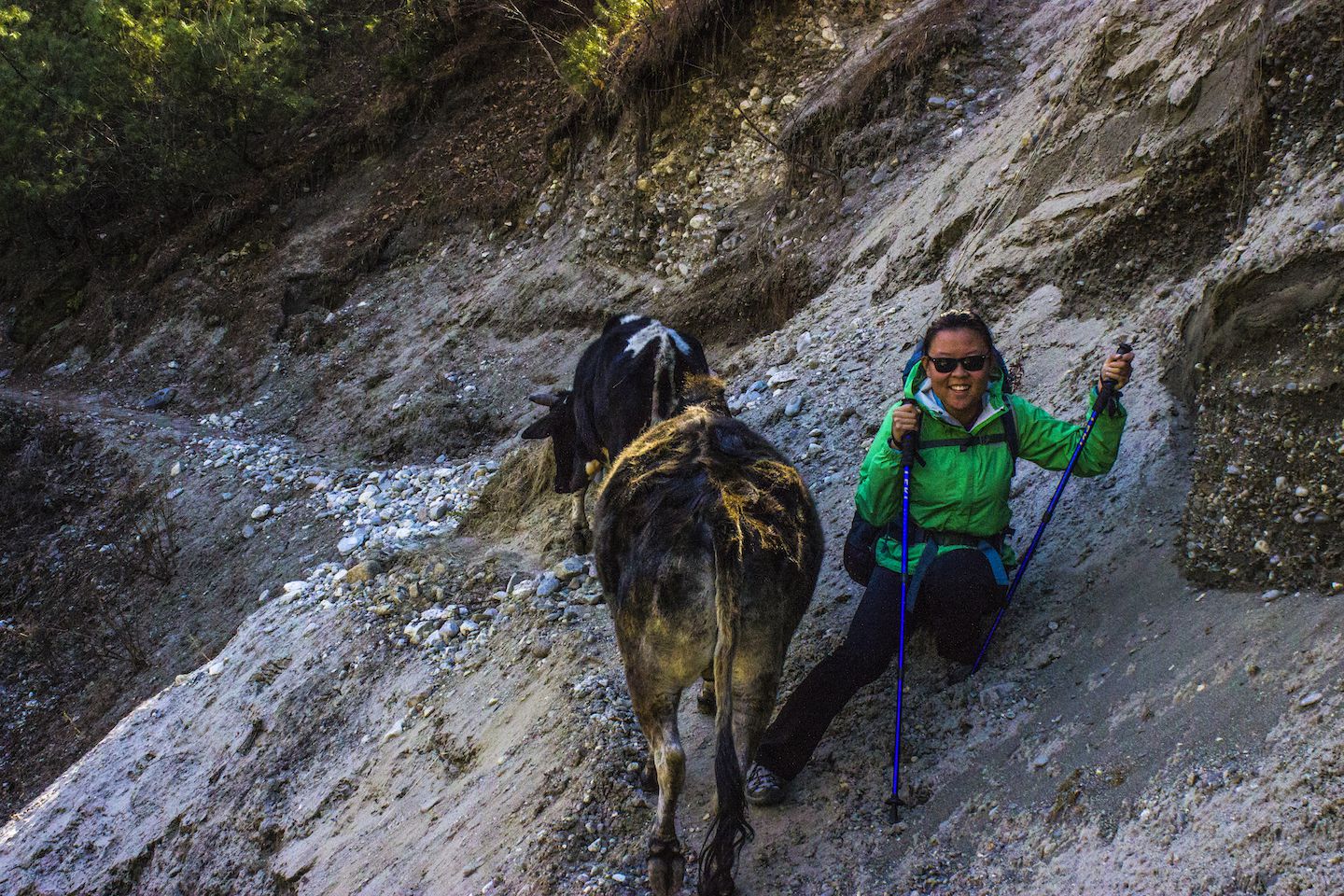 Julie being pushed by a cow, Nepal