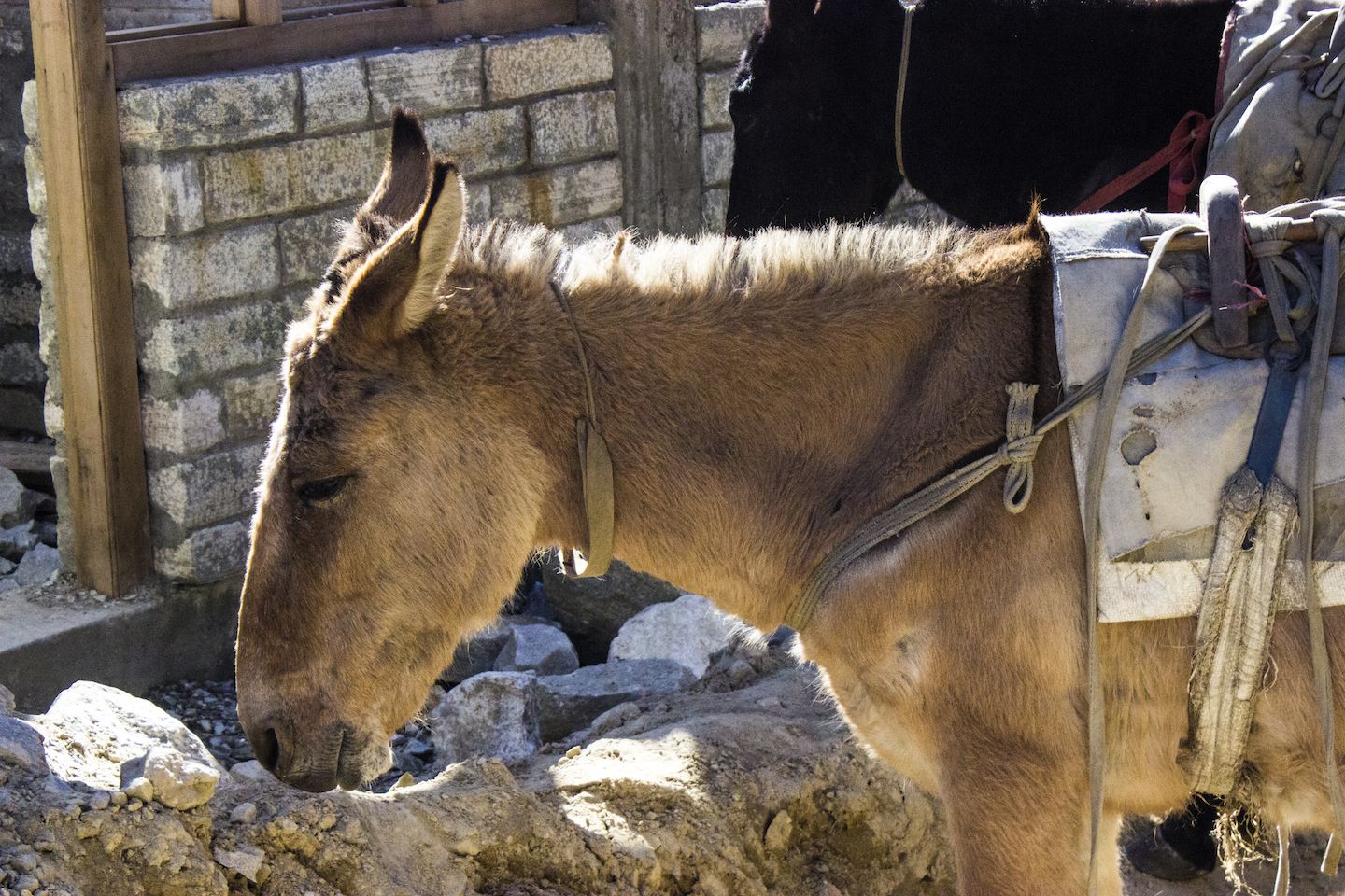 Donkey in Chame, Nepal