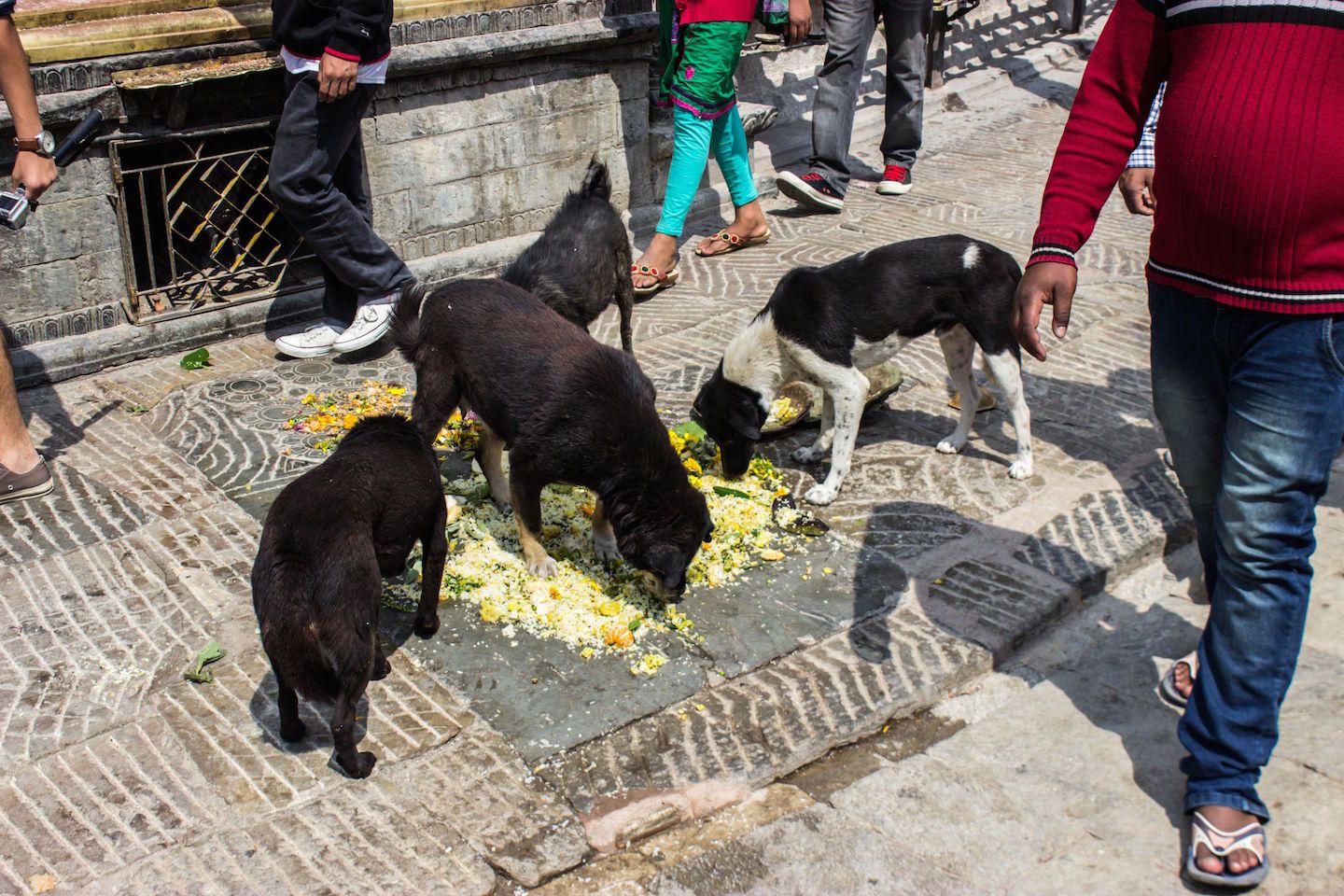Dogs eating the offerings at Swayambhunath, Kathmandu, Nepal