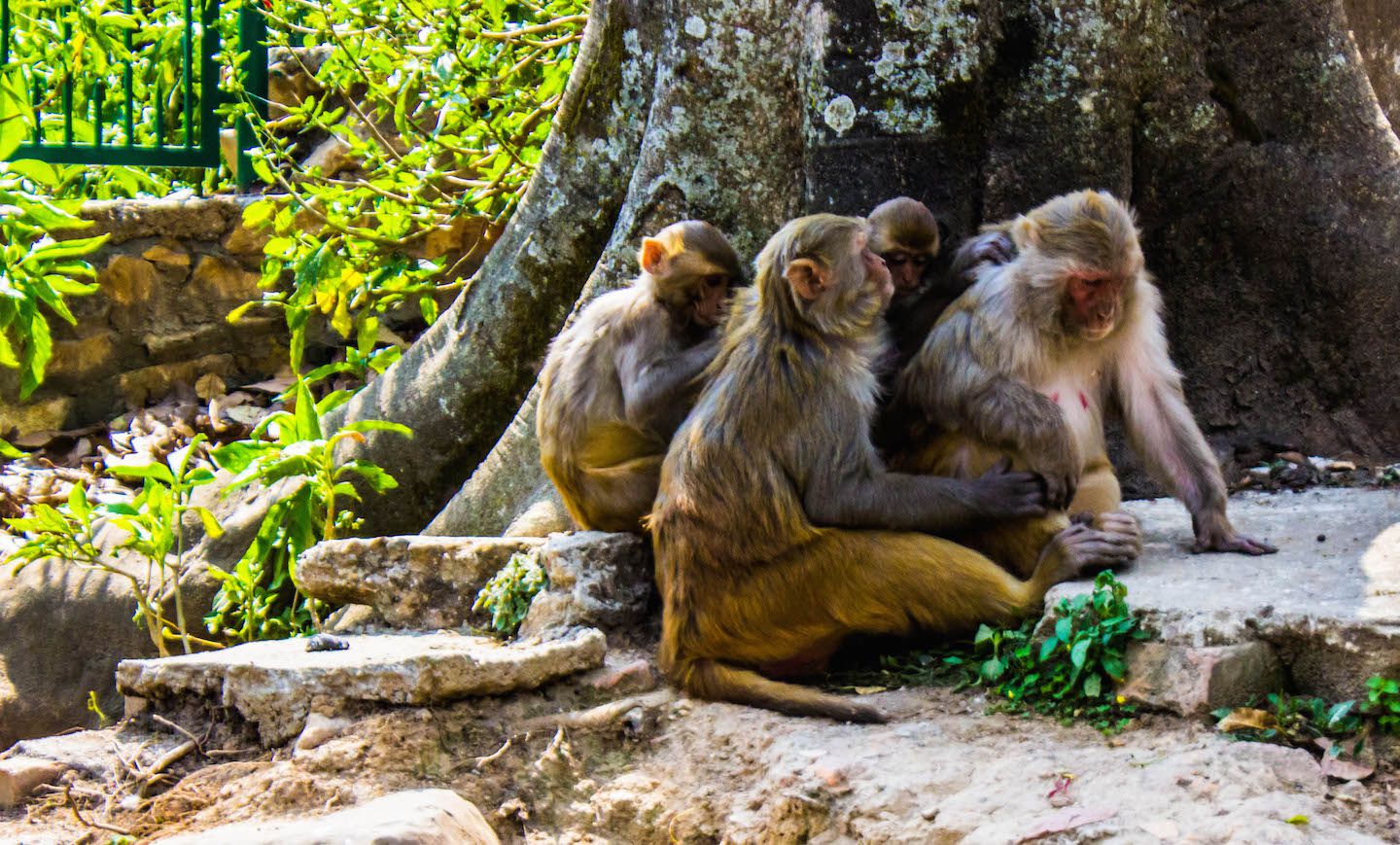 Monkeys at Swayambhunath, Kathmandu, Nepal