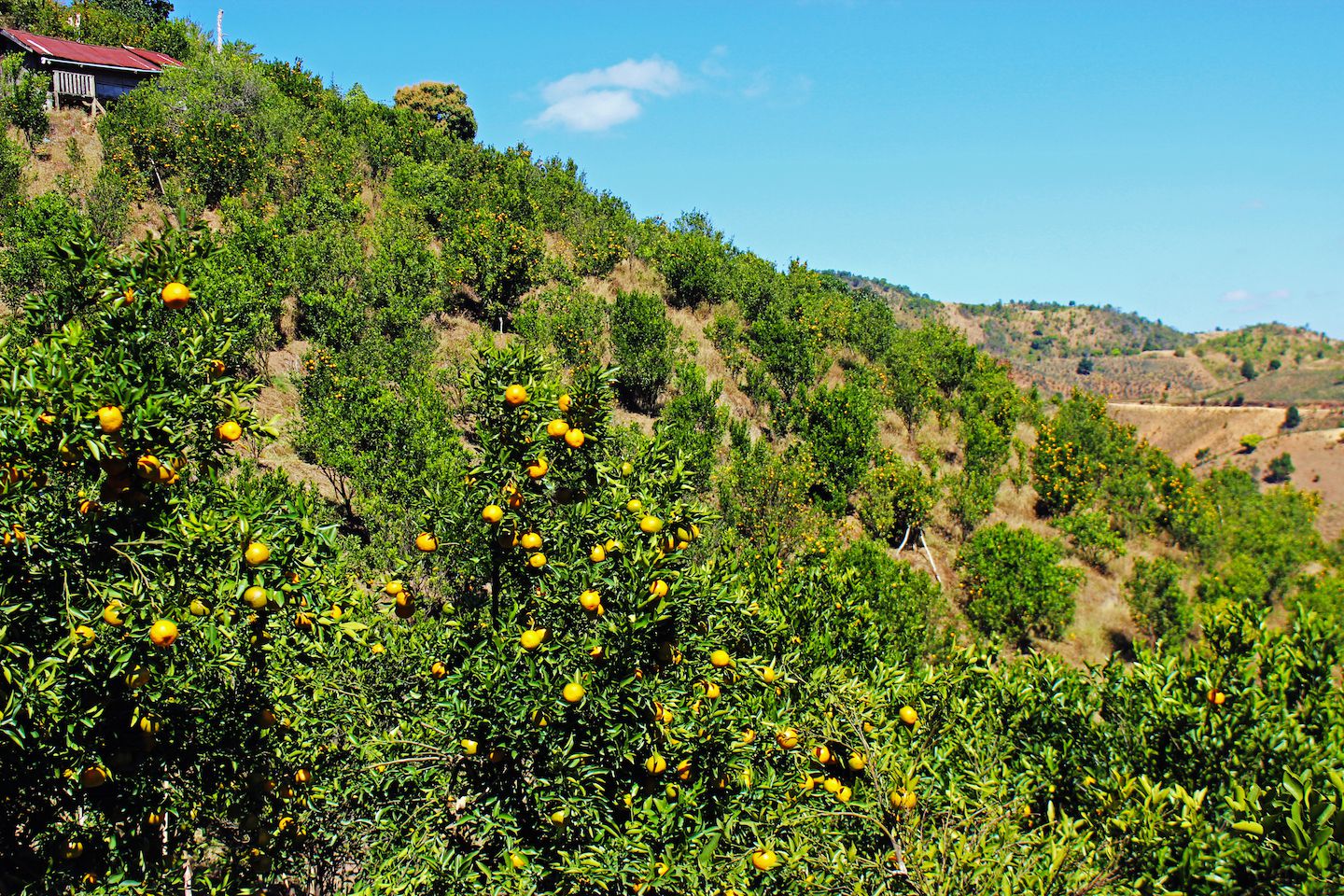 Orange tree plantation, Kalaw, Myanmar